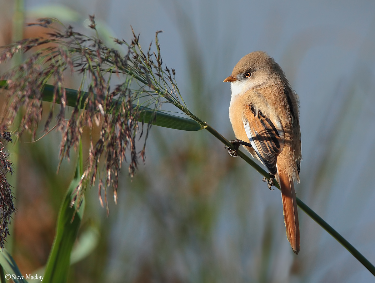 Femmina Bearded Tit