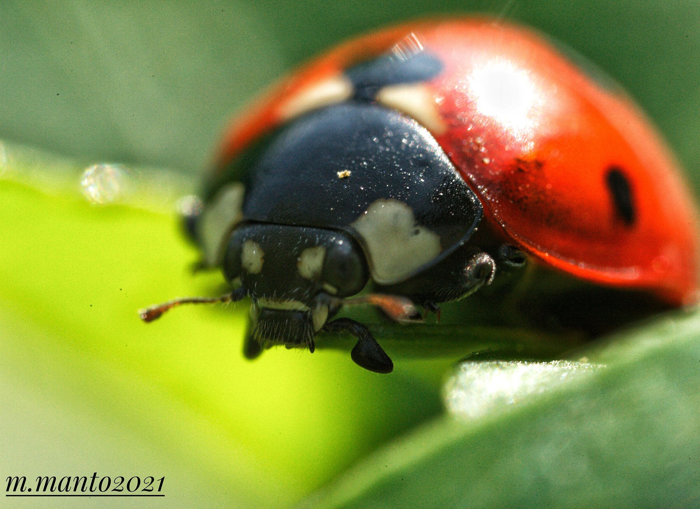 La coccinella