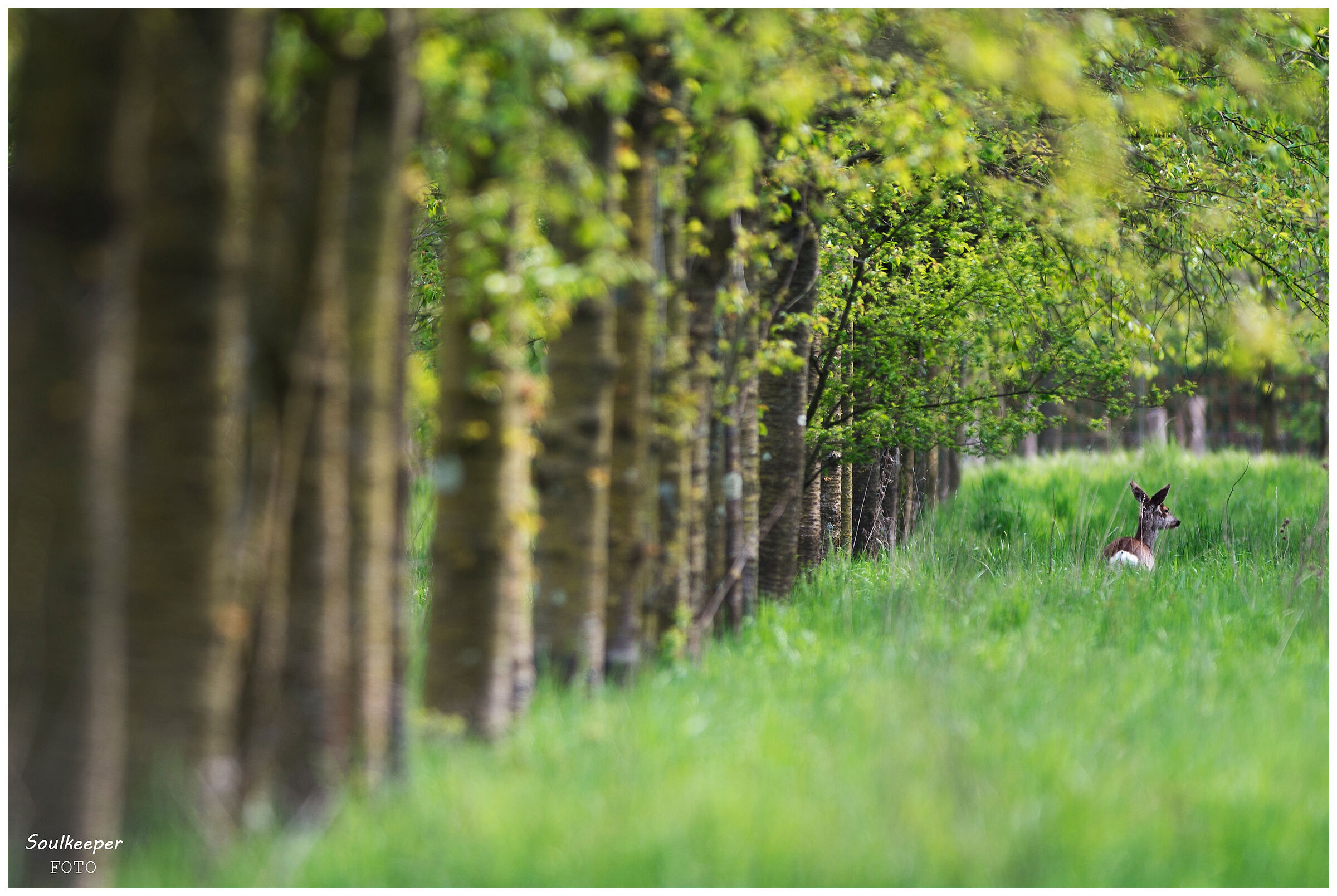 Al riparo nel bosco.
