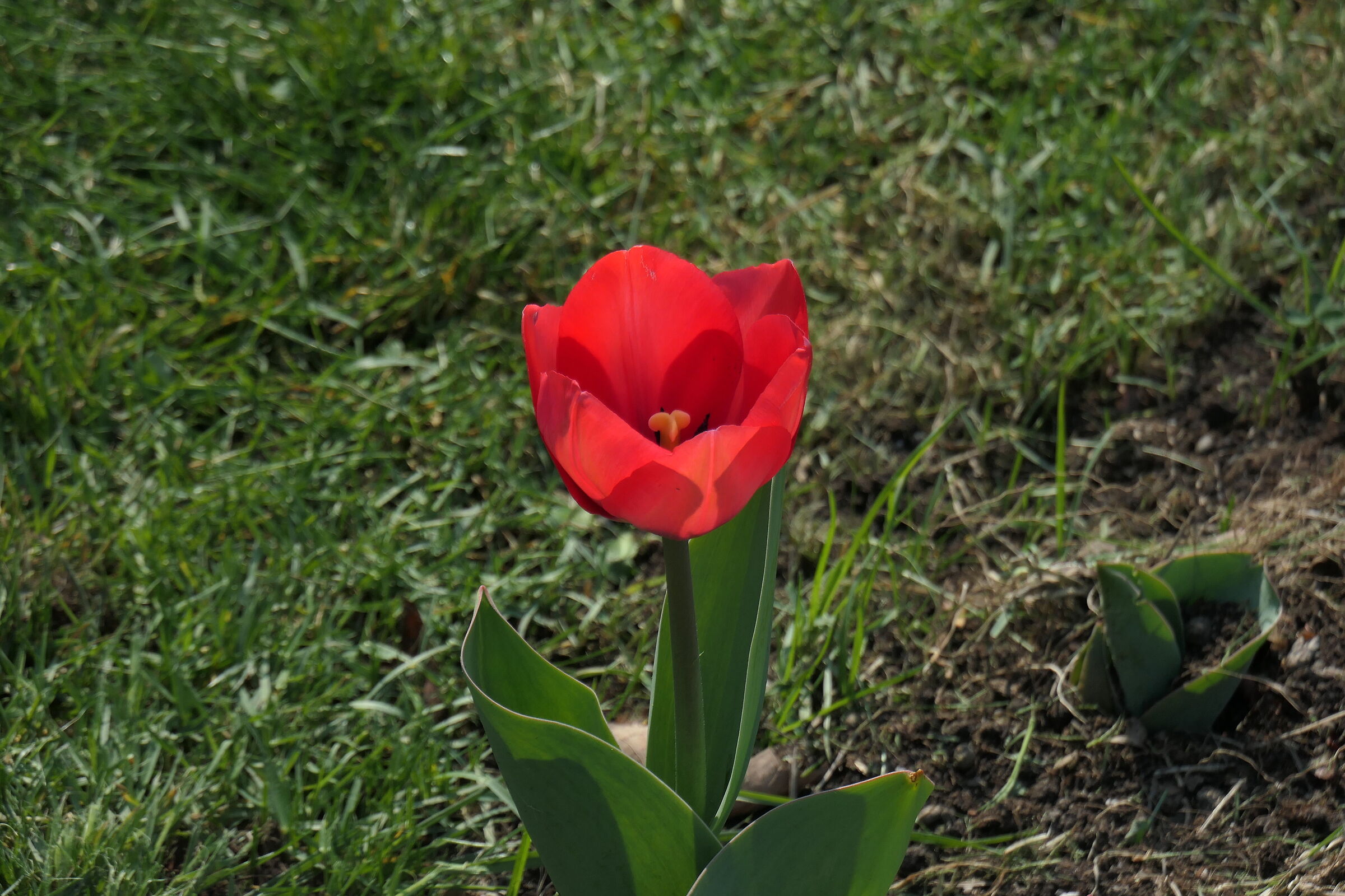 La prova del tulipano