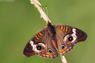 Junonia coenia