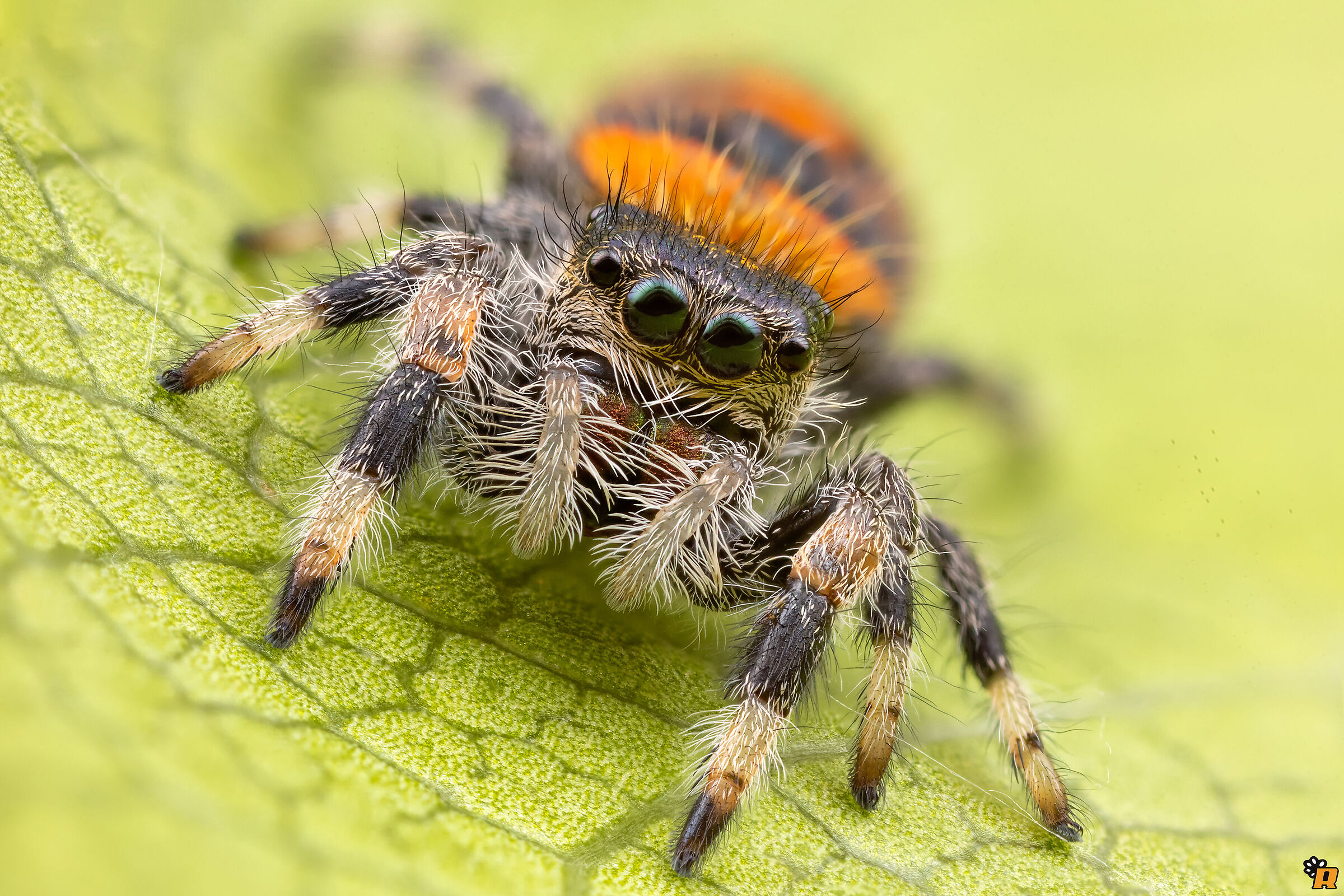 Baby Phidippus regius