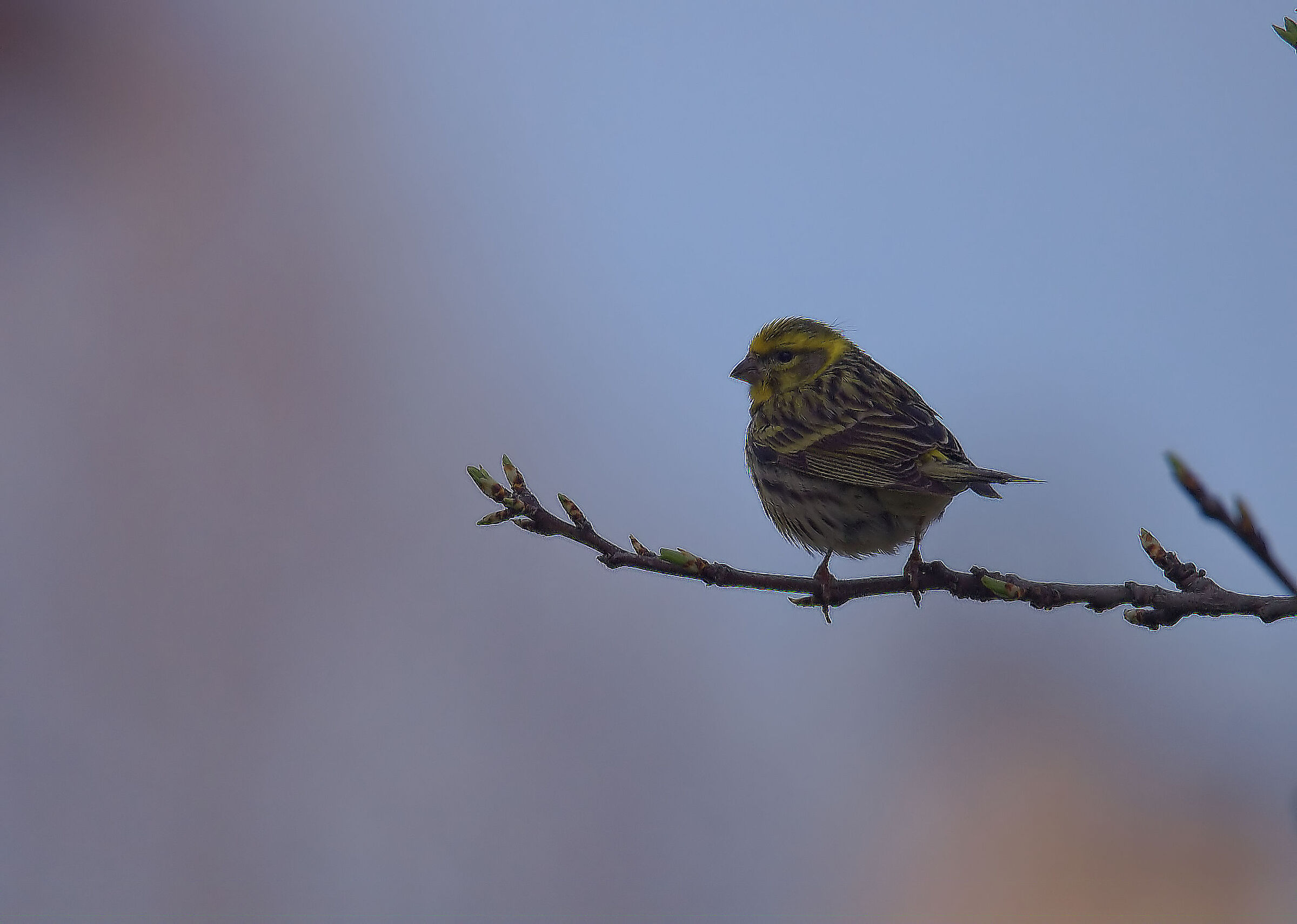 Verzellino - Wikipedia