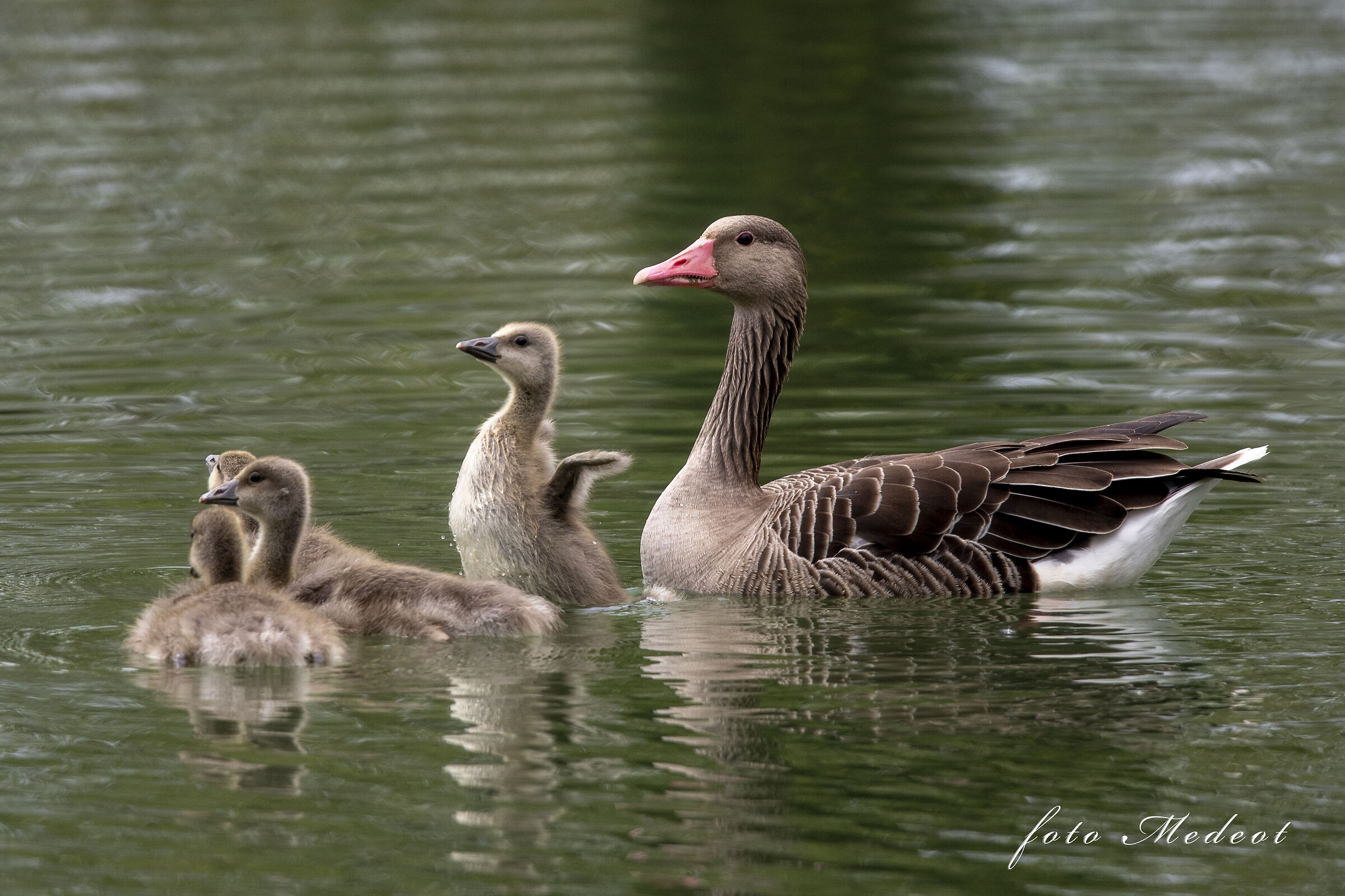 Voglio essere alto come mamma