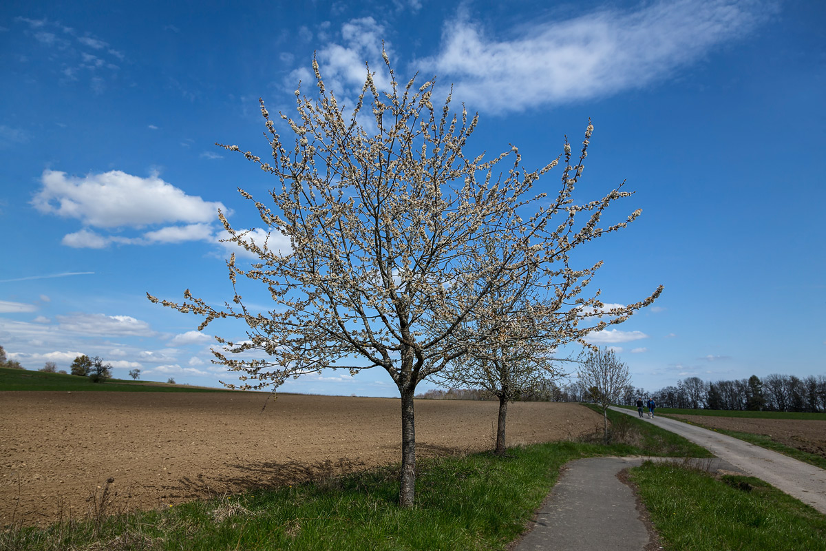 Bliesgau
