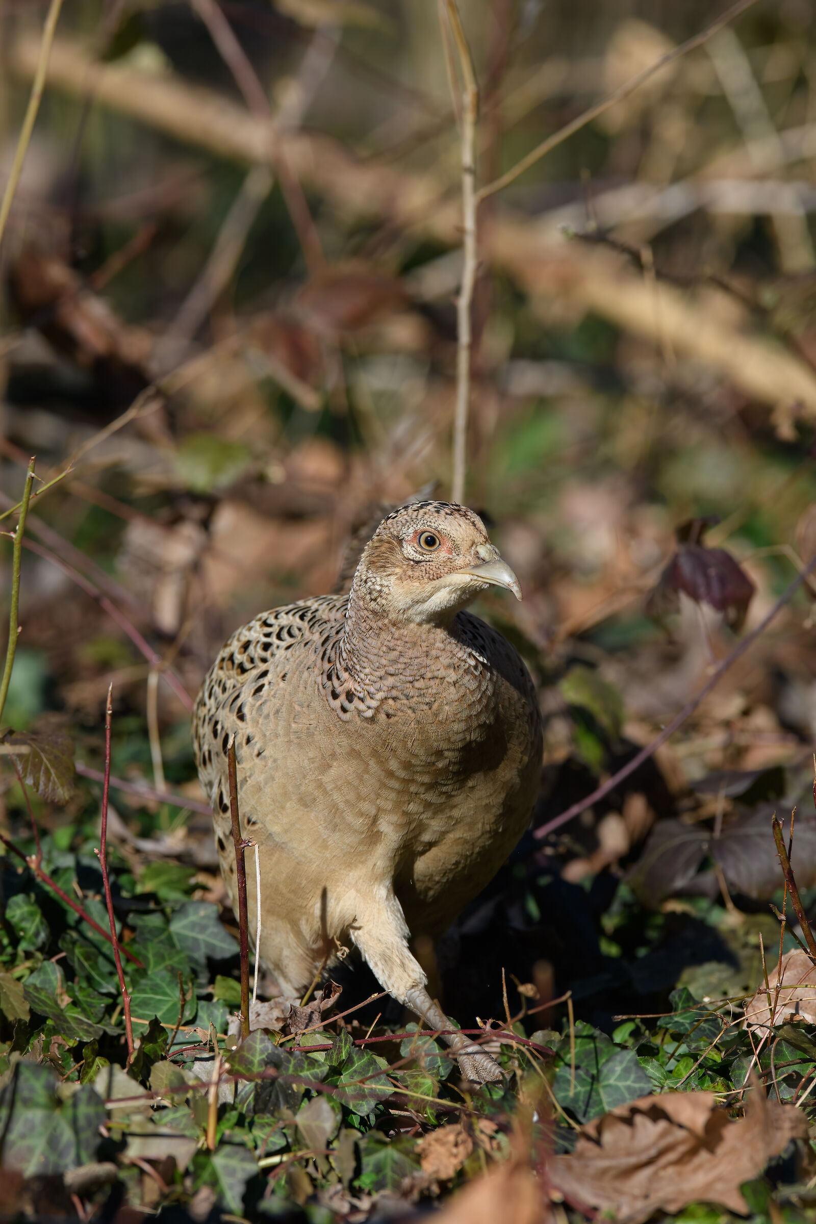 Pheasant in the Woods