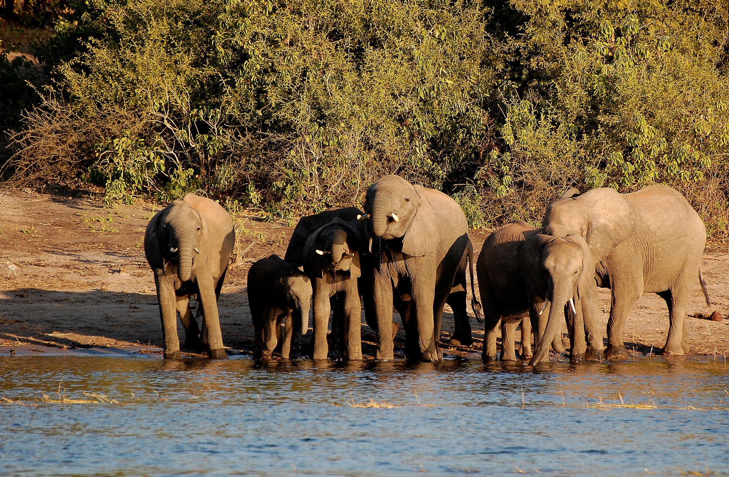 Botswana: family photo