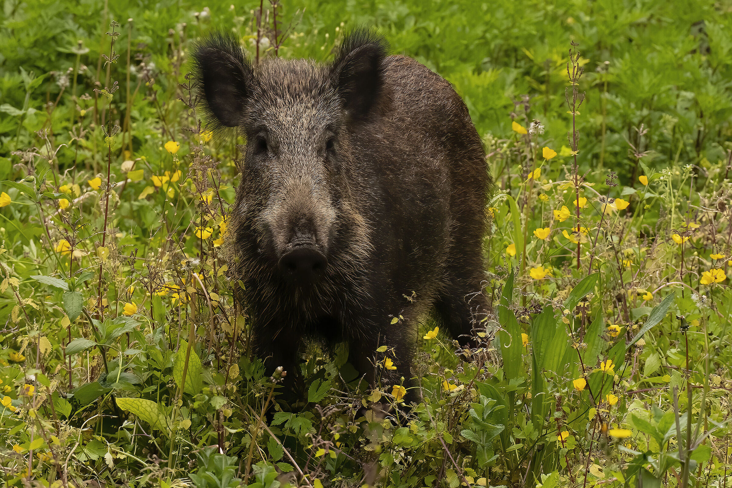 cinghiale tra i fiori