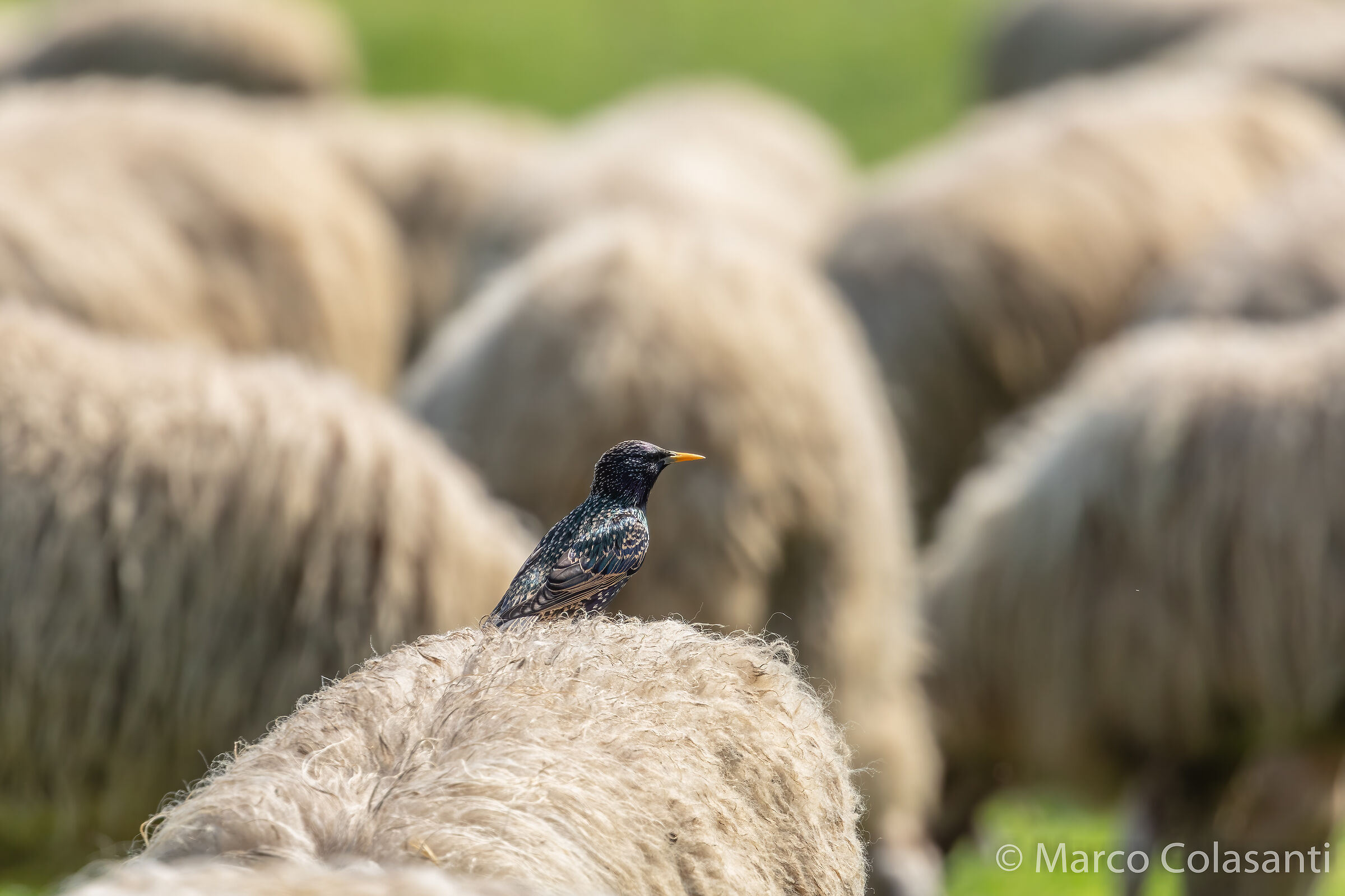 a starling ..... pastor