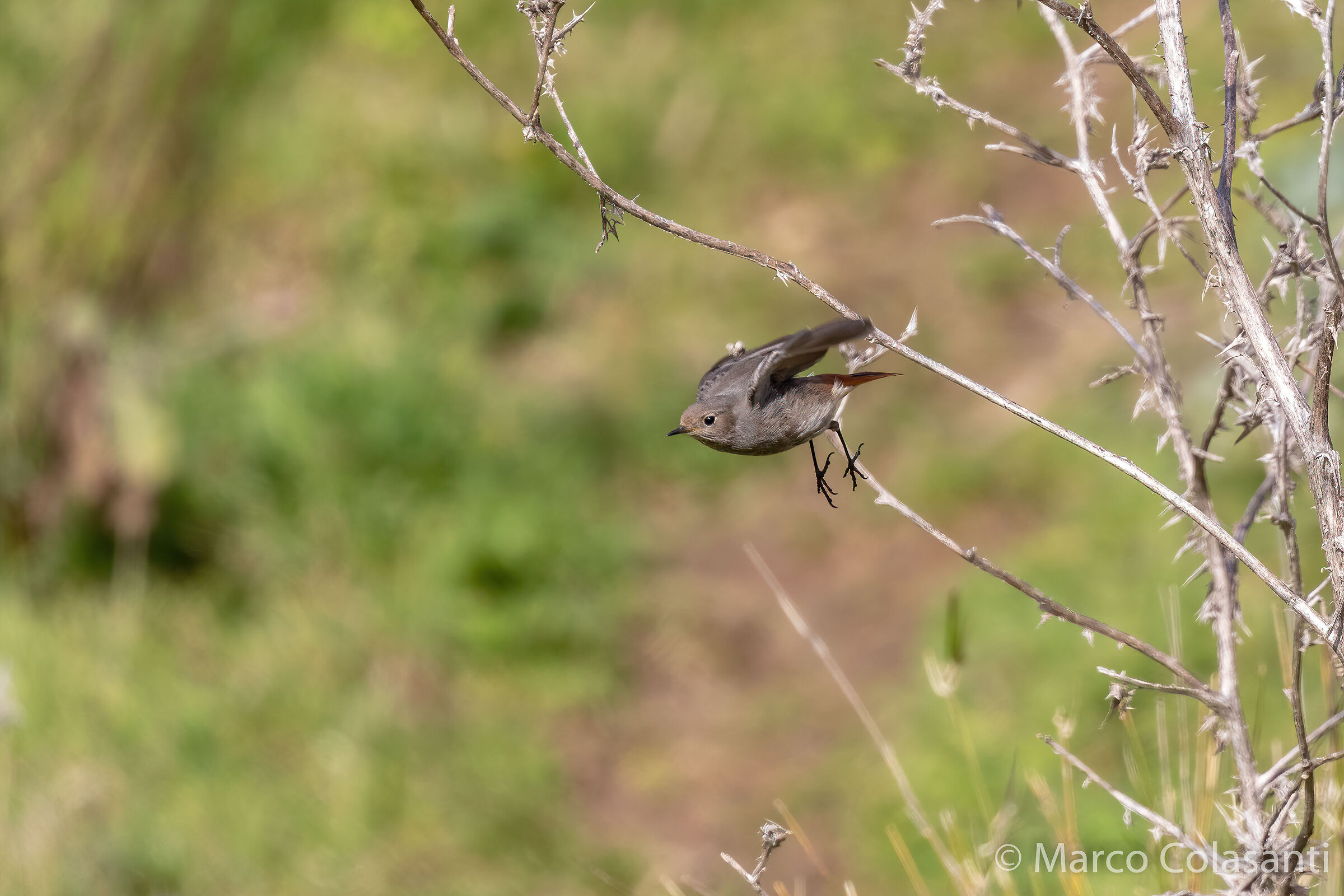 the coirosso fireplace sweep takes flight