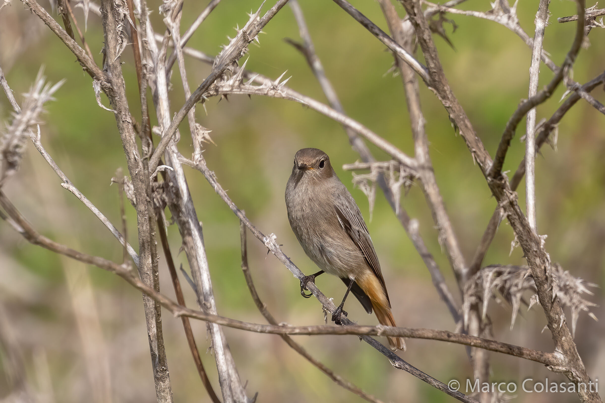 black redstart