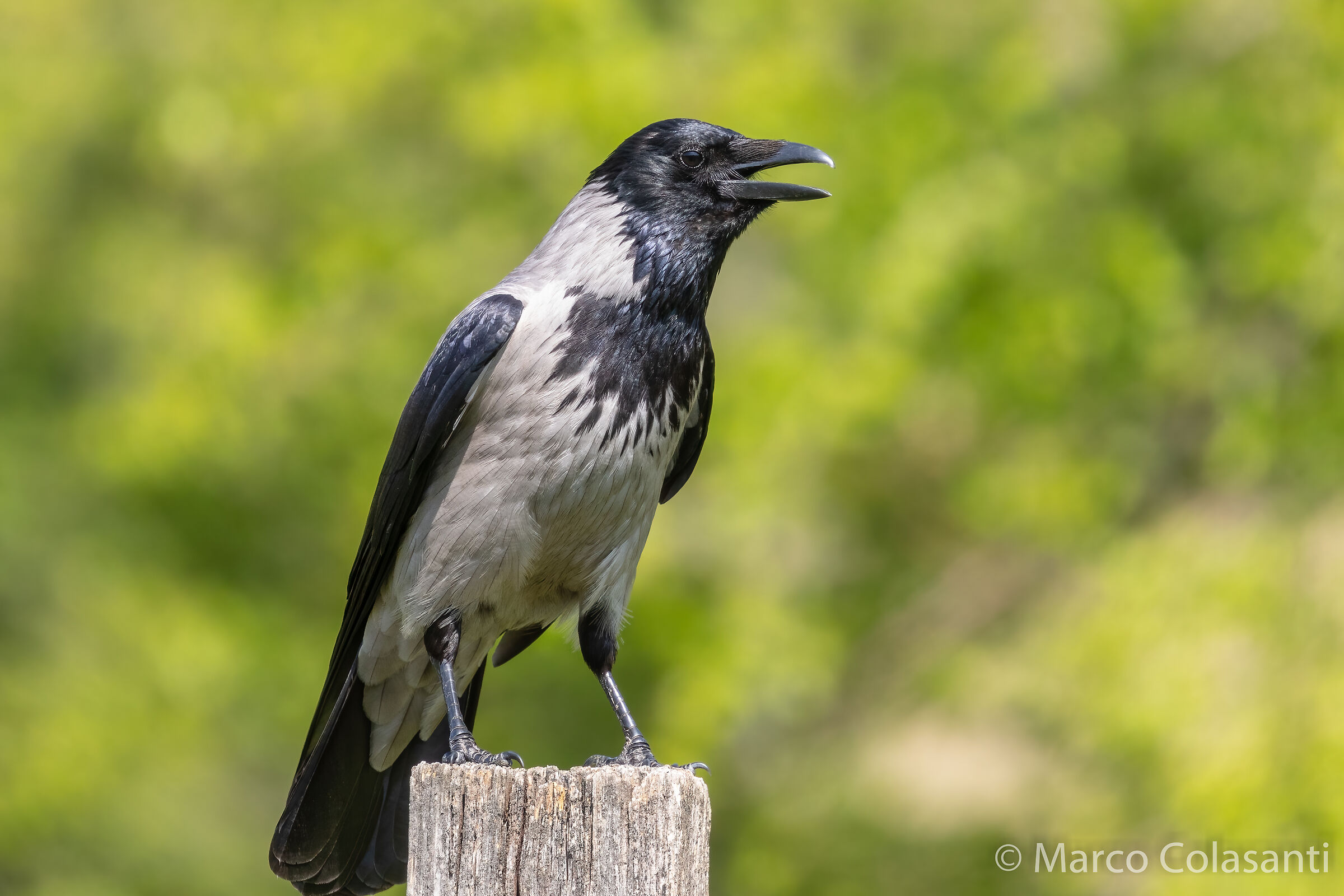 hooded crow