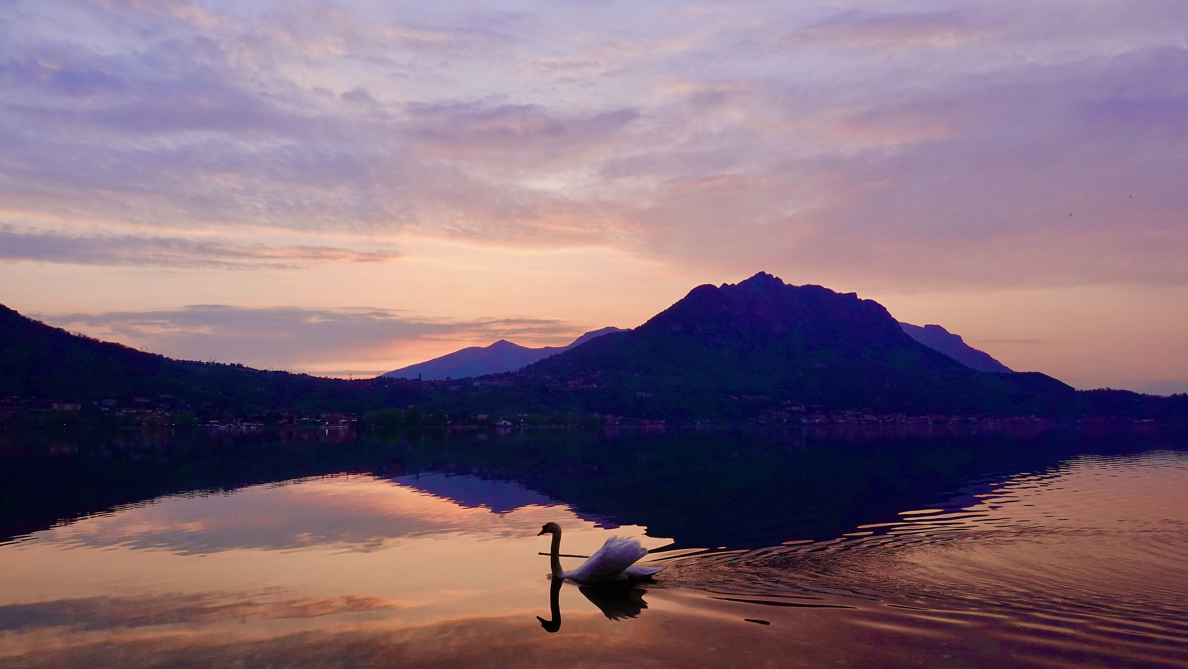 Sunset over the lake with swan