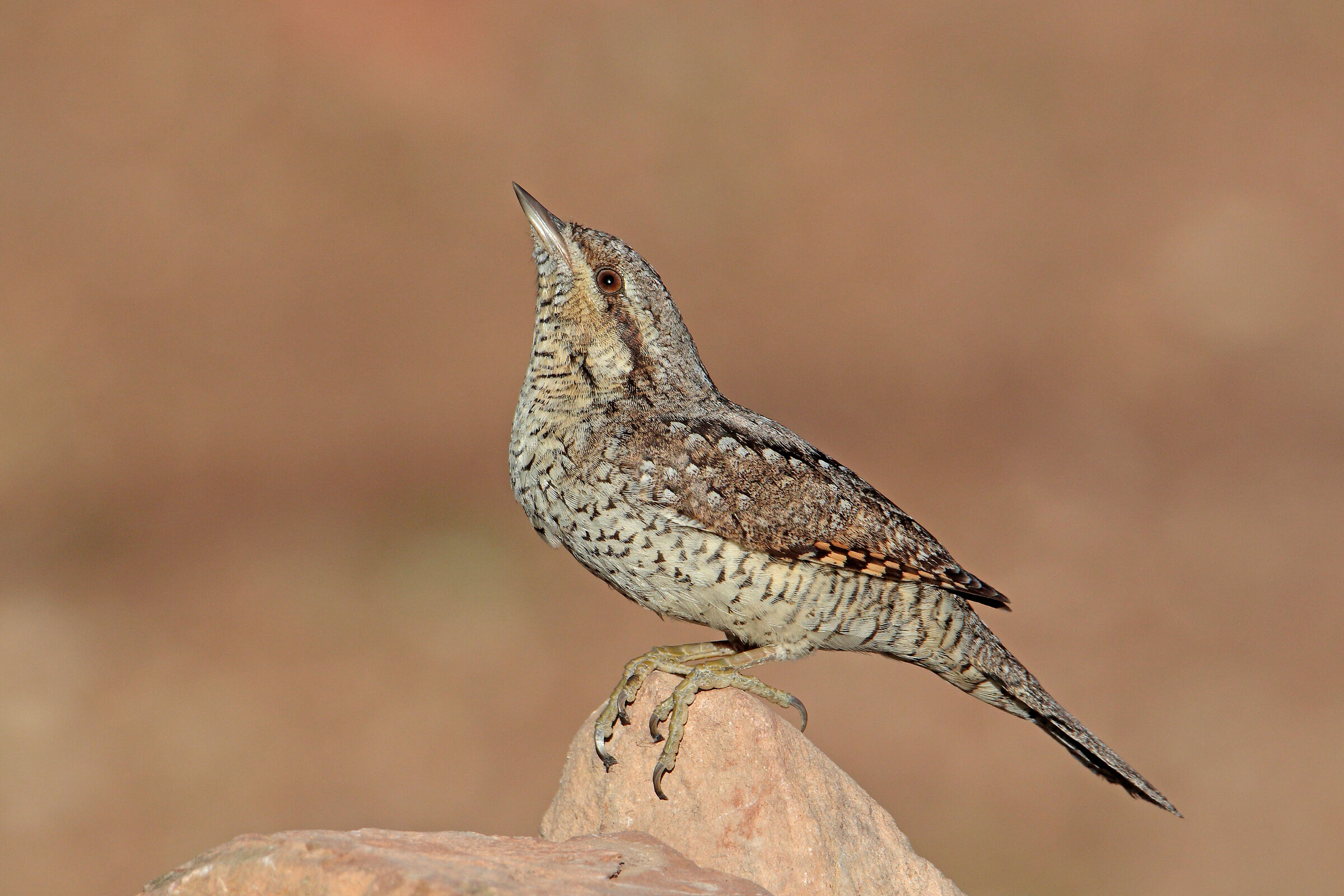 wryneck