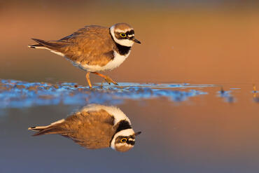 Charadrius dubius