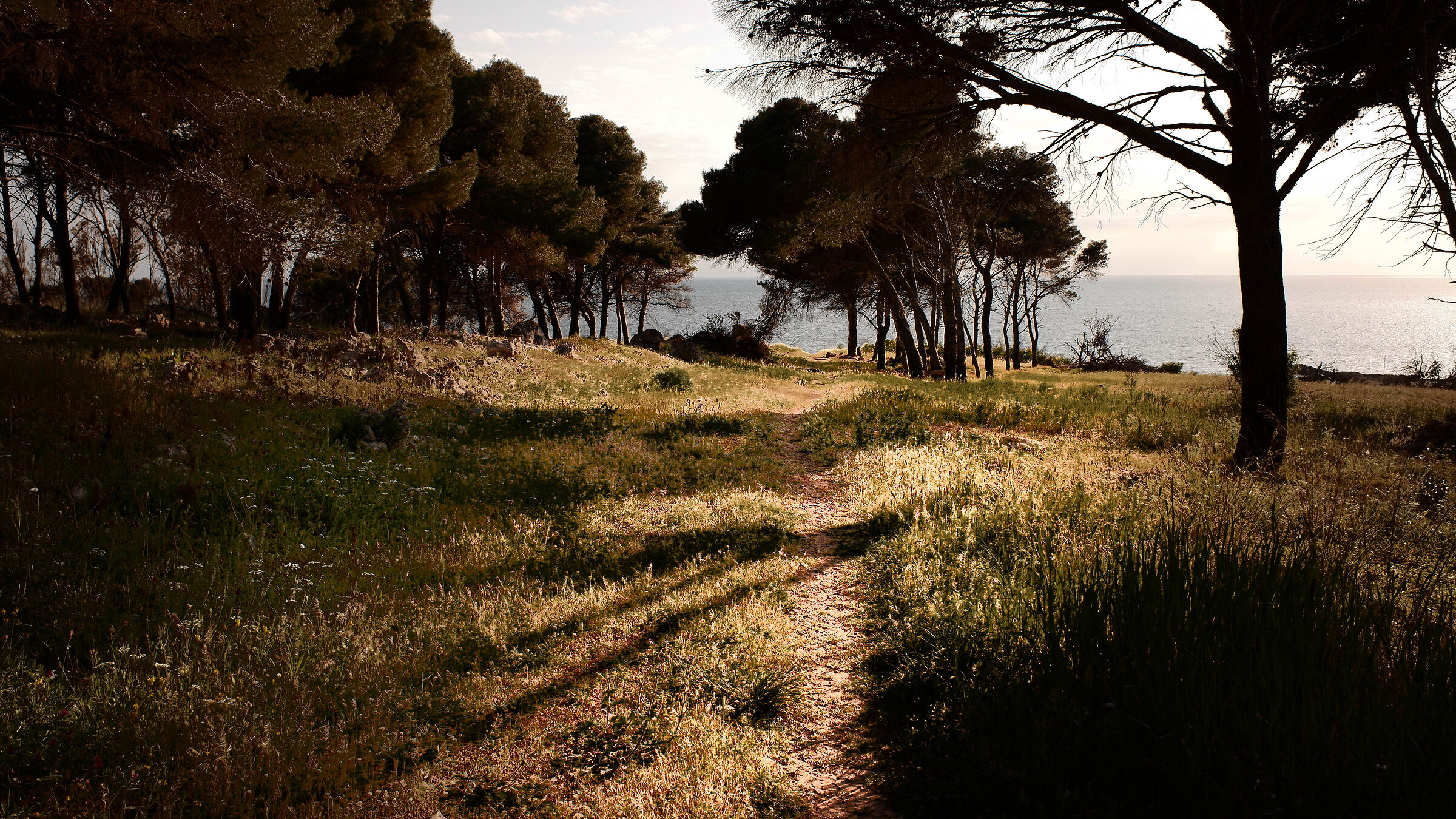 Walk in the woods