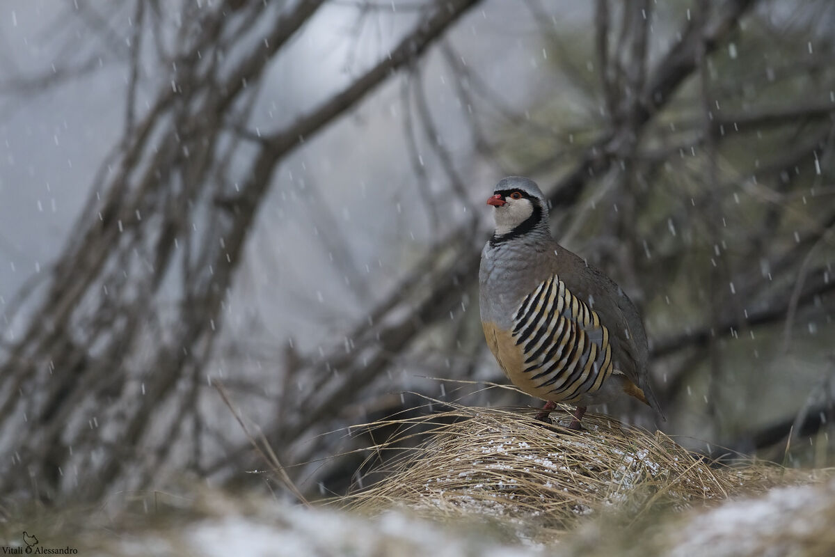 Coturnice delle Alpi