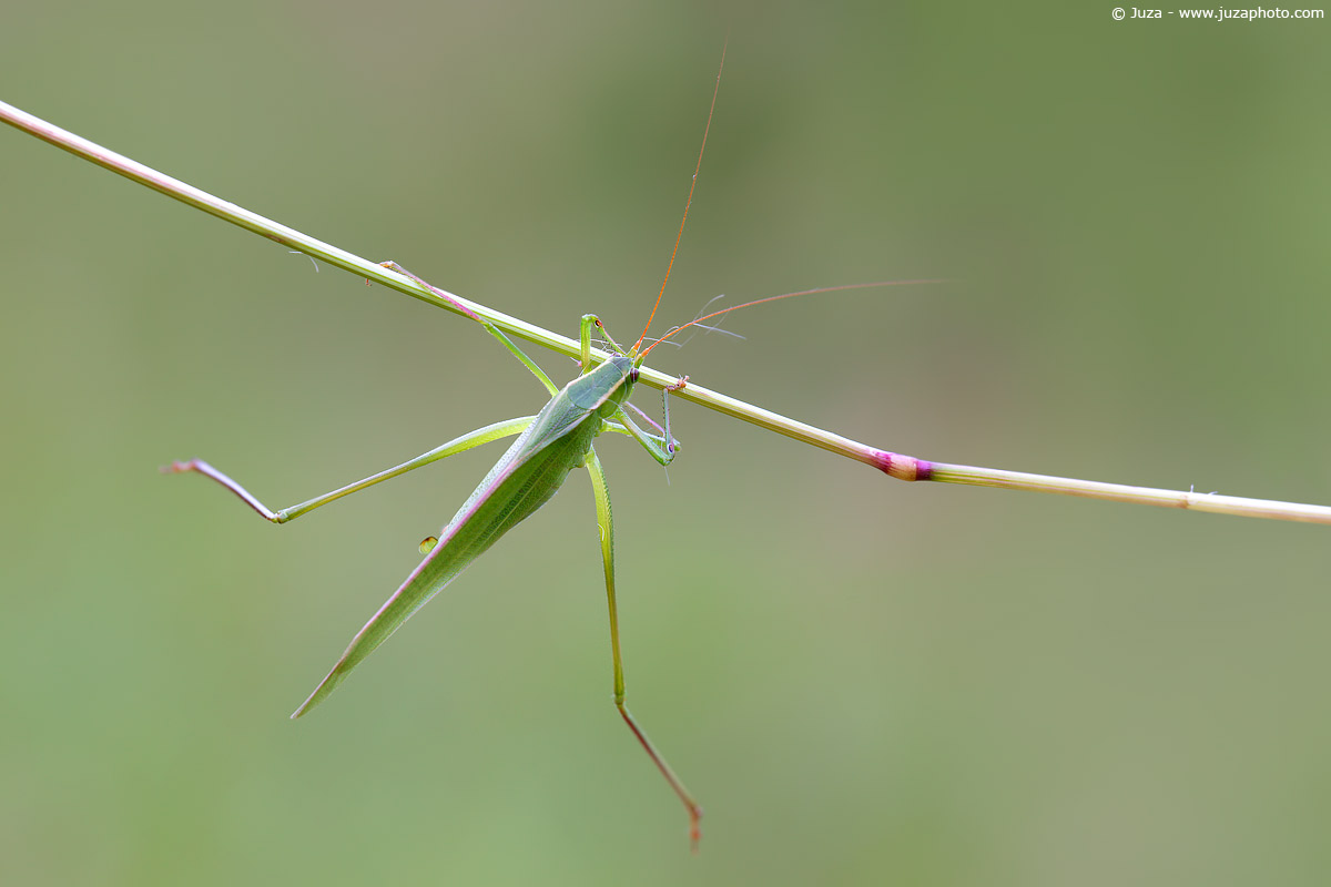 Scudderia bandaged 007447