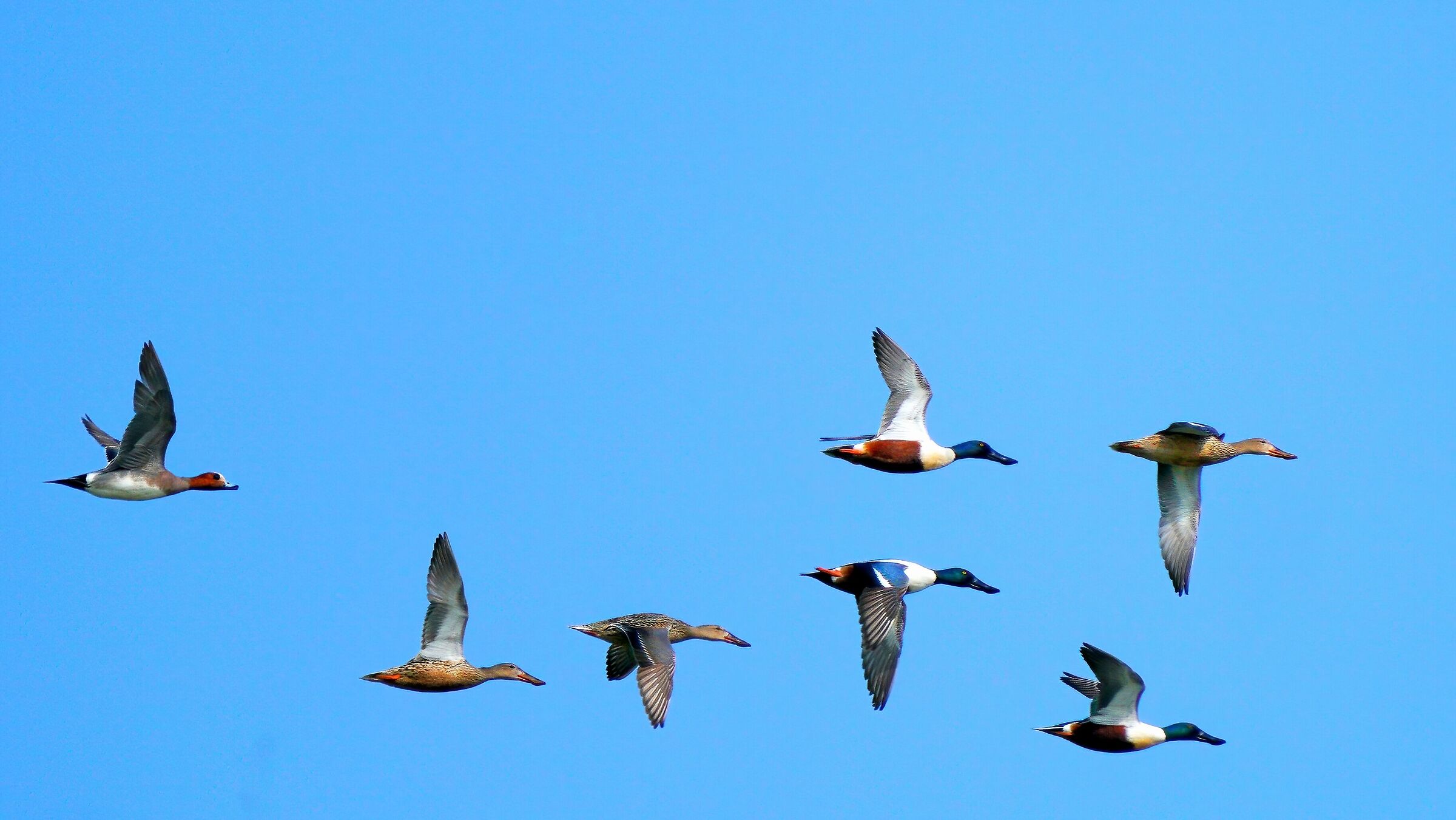 3 Coppie di Mestoloni e il Fischione in coda
