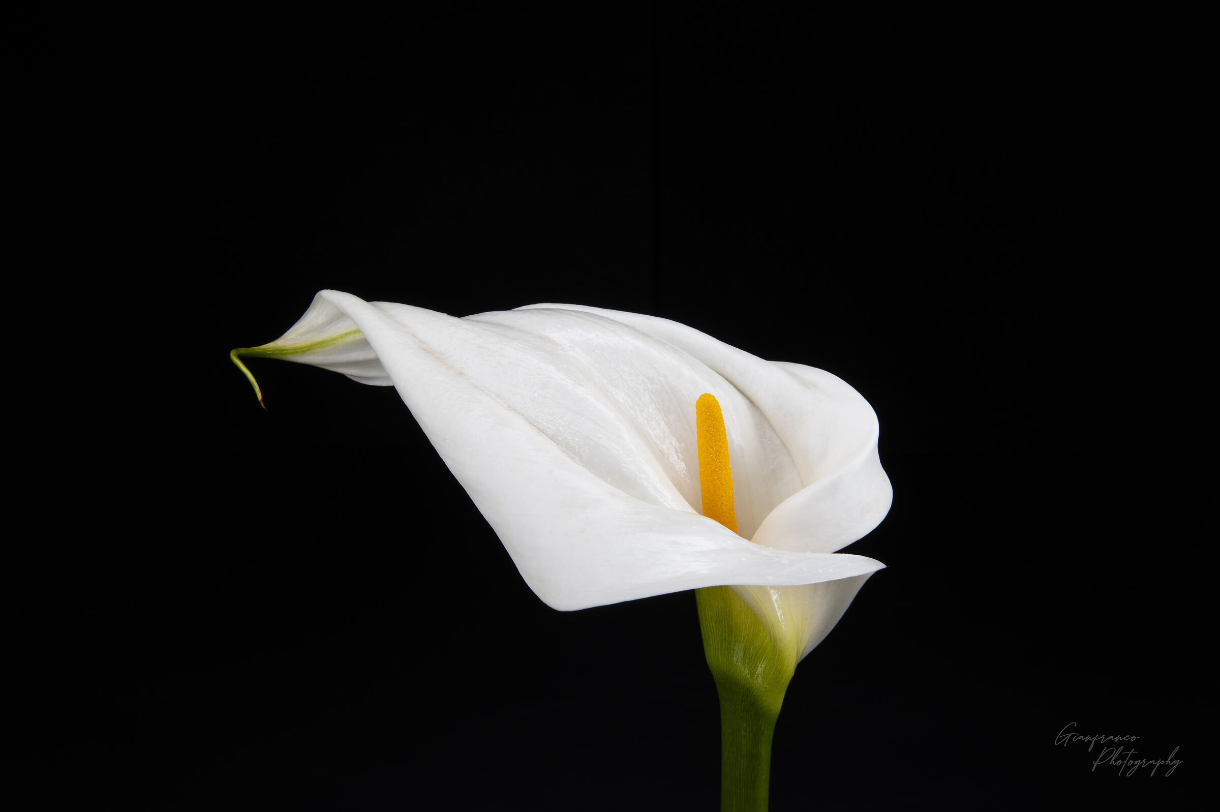 Calla Flower