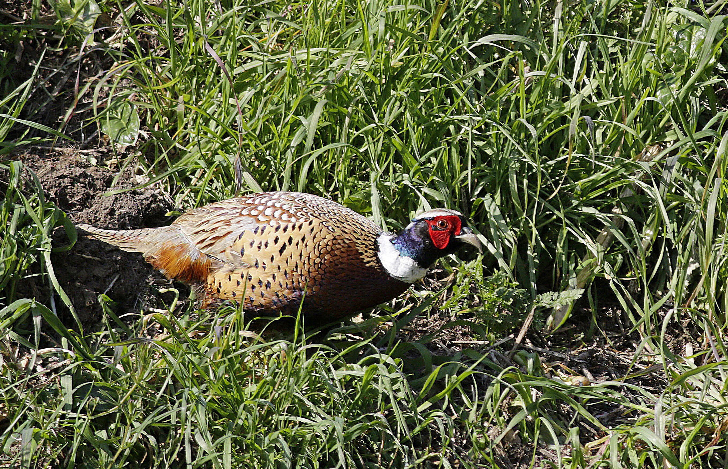 mongolia pheasant
