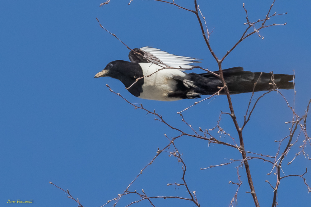 Pica-pica Magpie