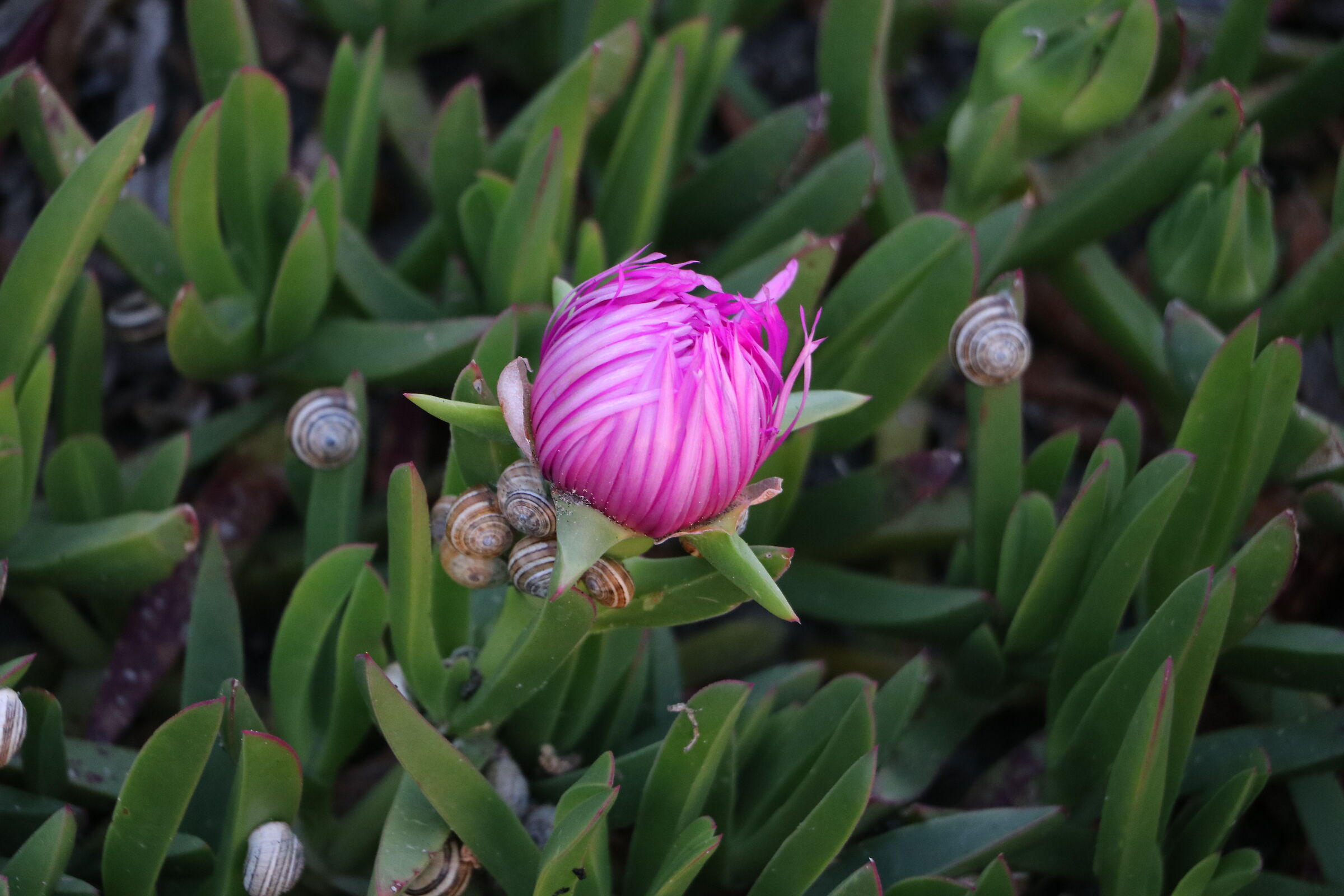 Black-fronted Carpobrotus