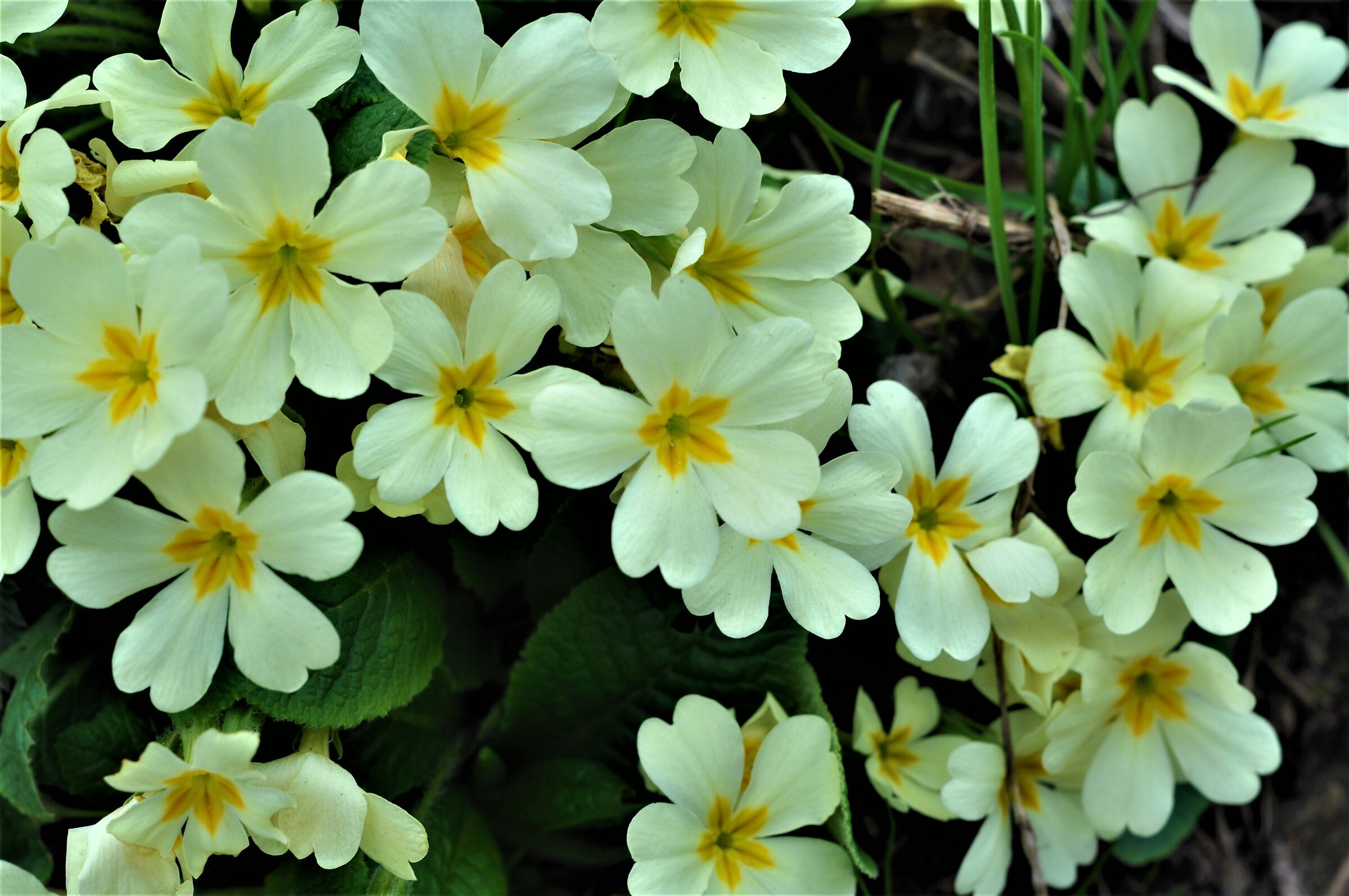 Yellow spring flowers