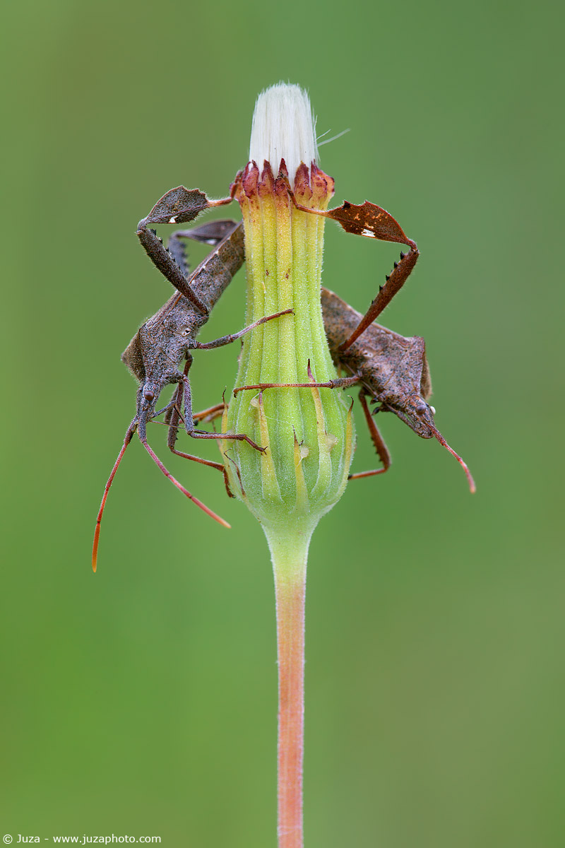 Leptoglossus fulvicornis, 007448