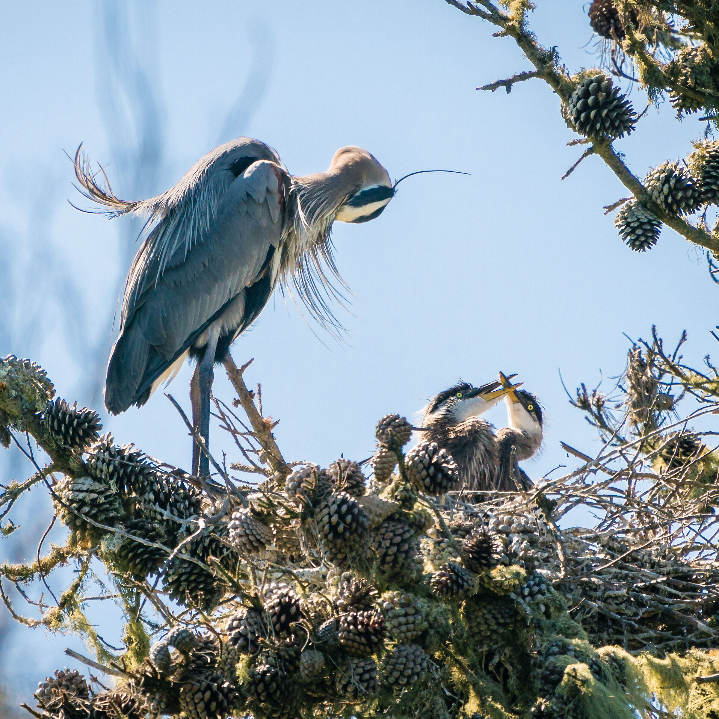 Greate Blue Heron Babies