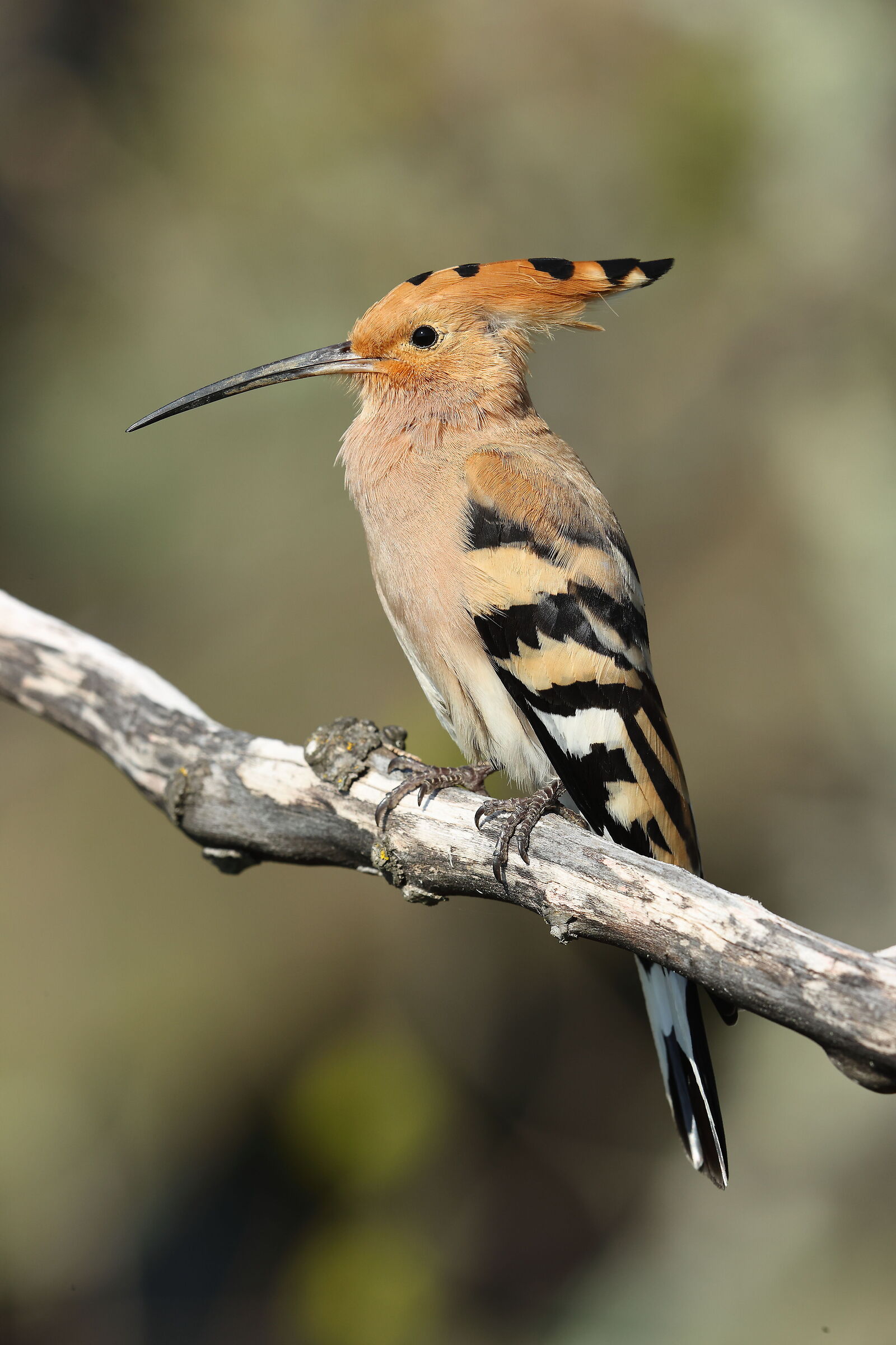 hoopoe