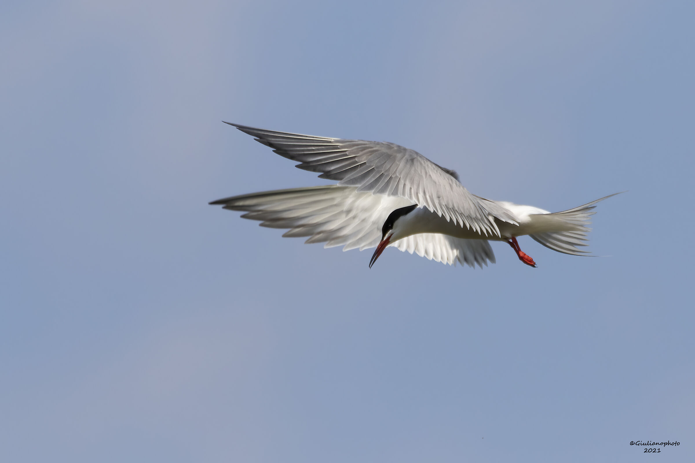 tern