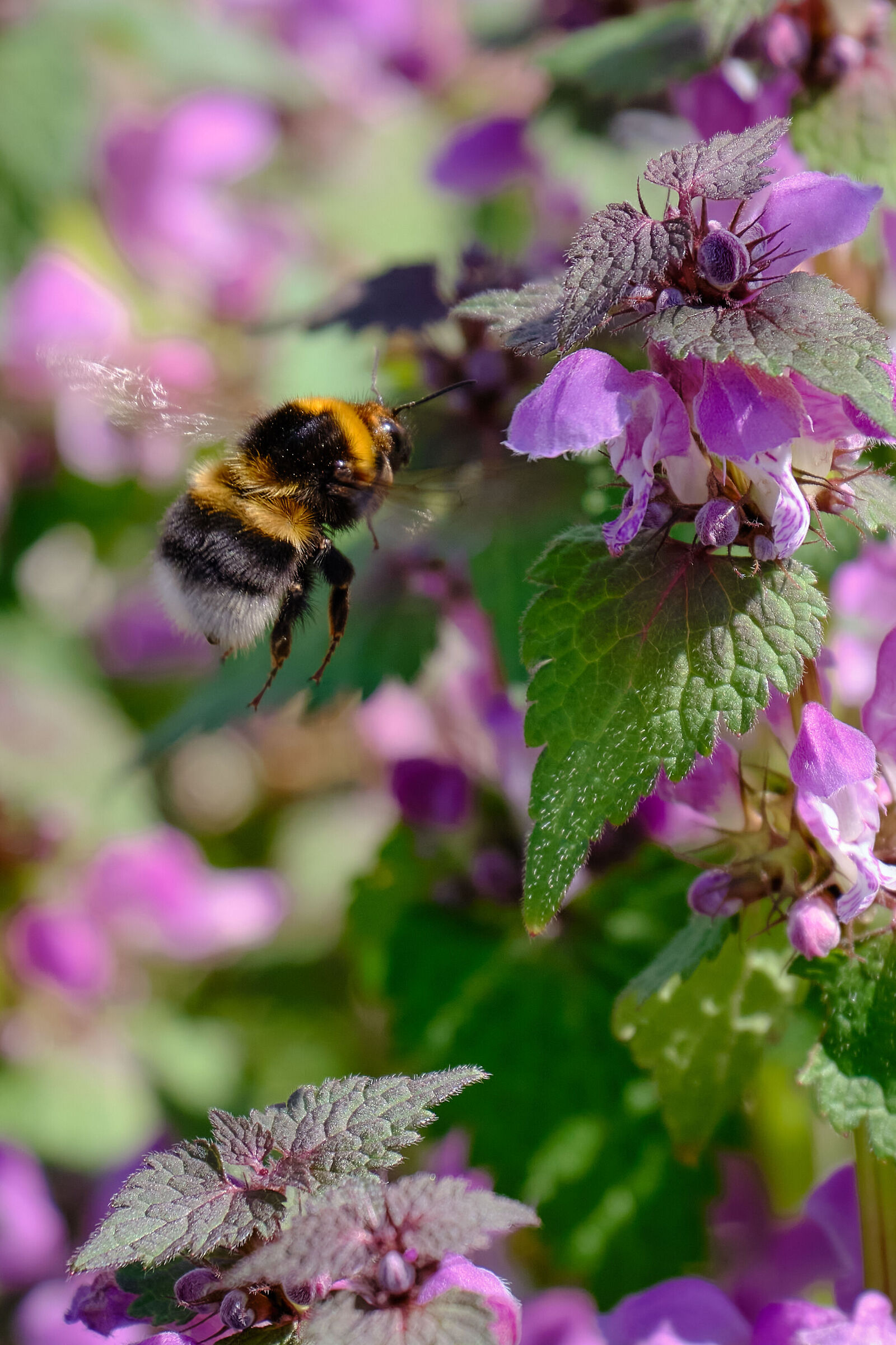 Il bombo sta arrivando