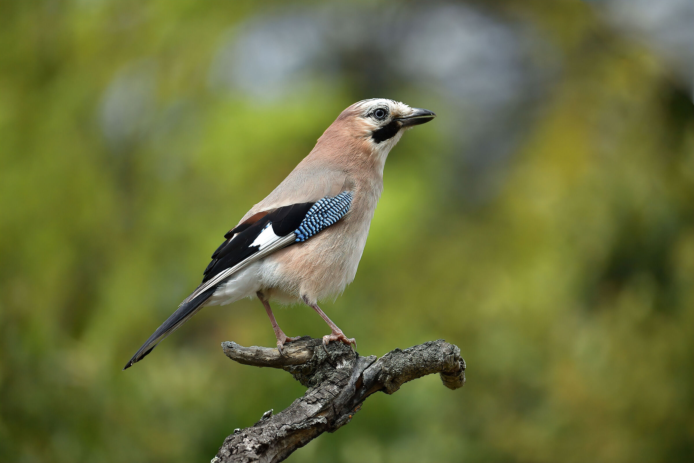 jay