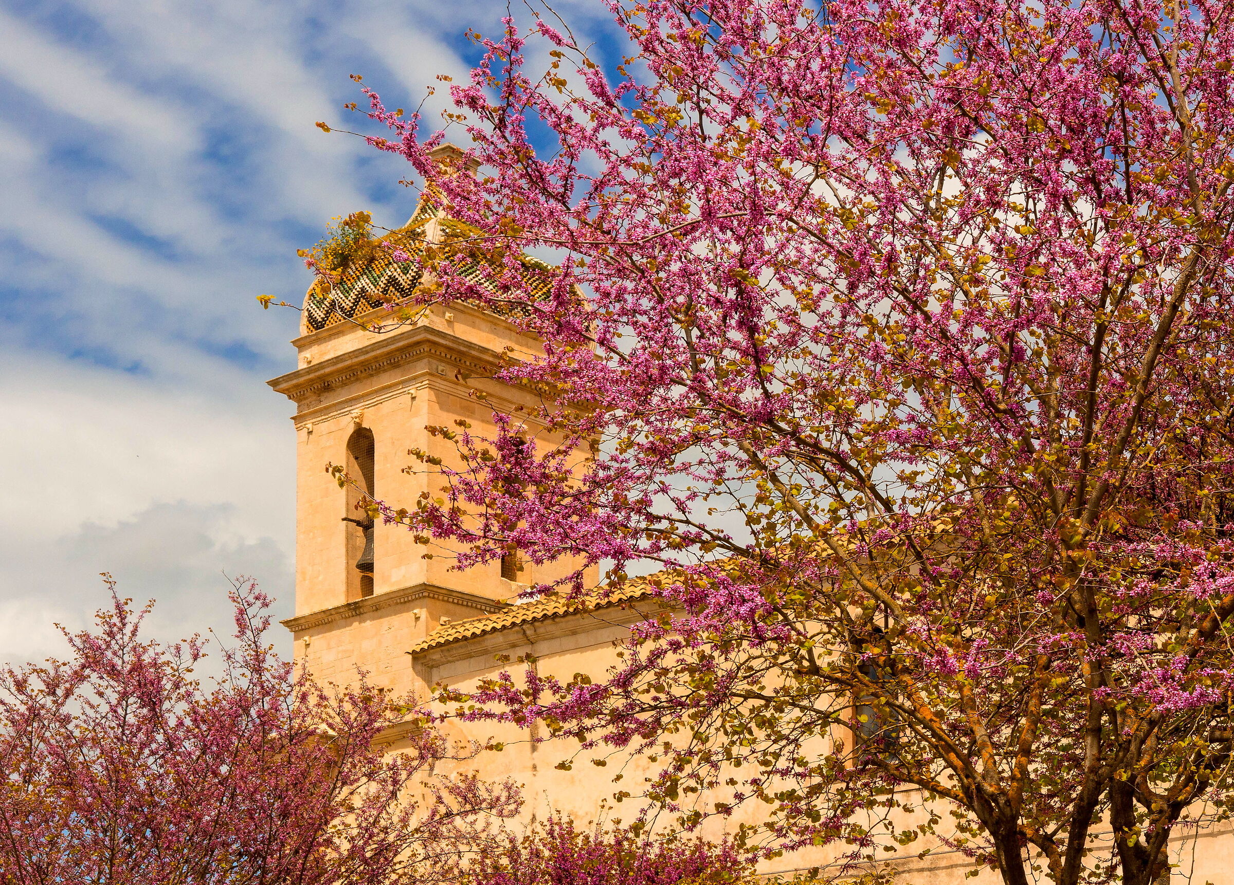 Flowering ibla