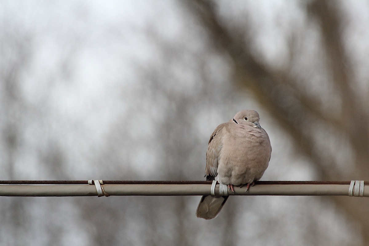 Collared Dove