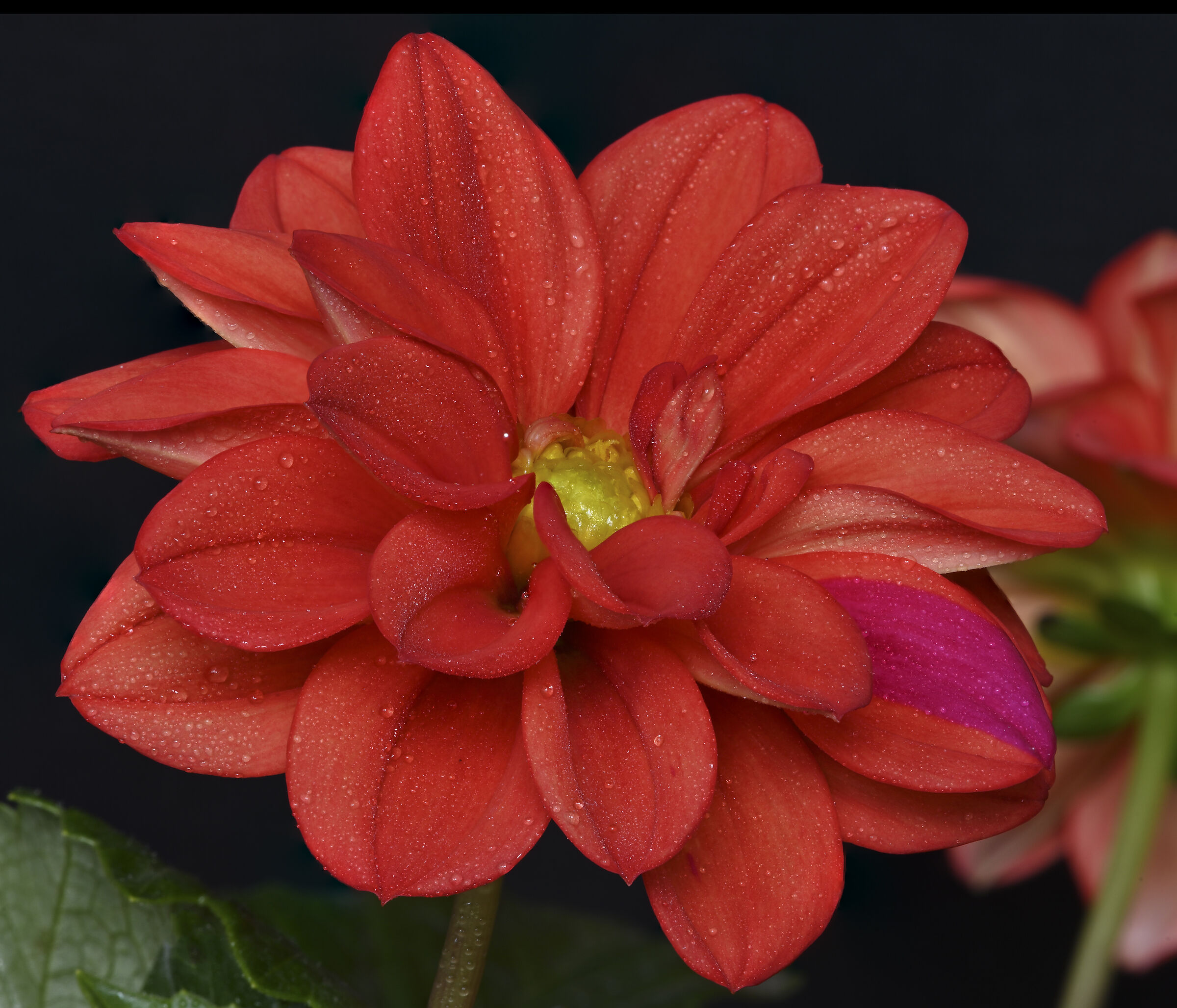 Primavera a colori accesi sotto la pioggia