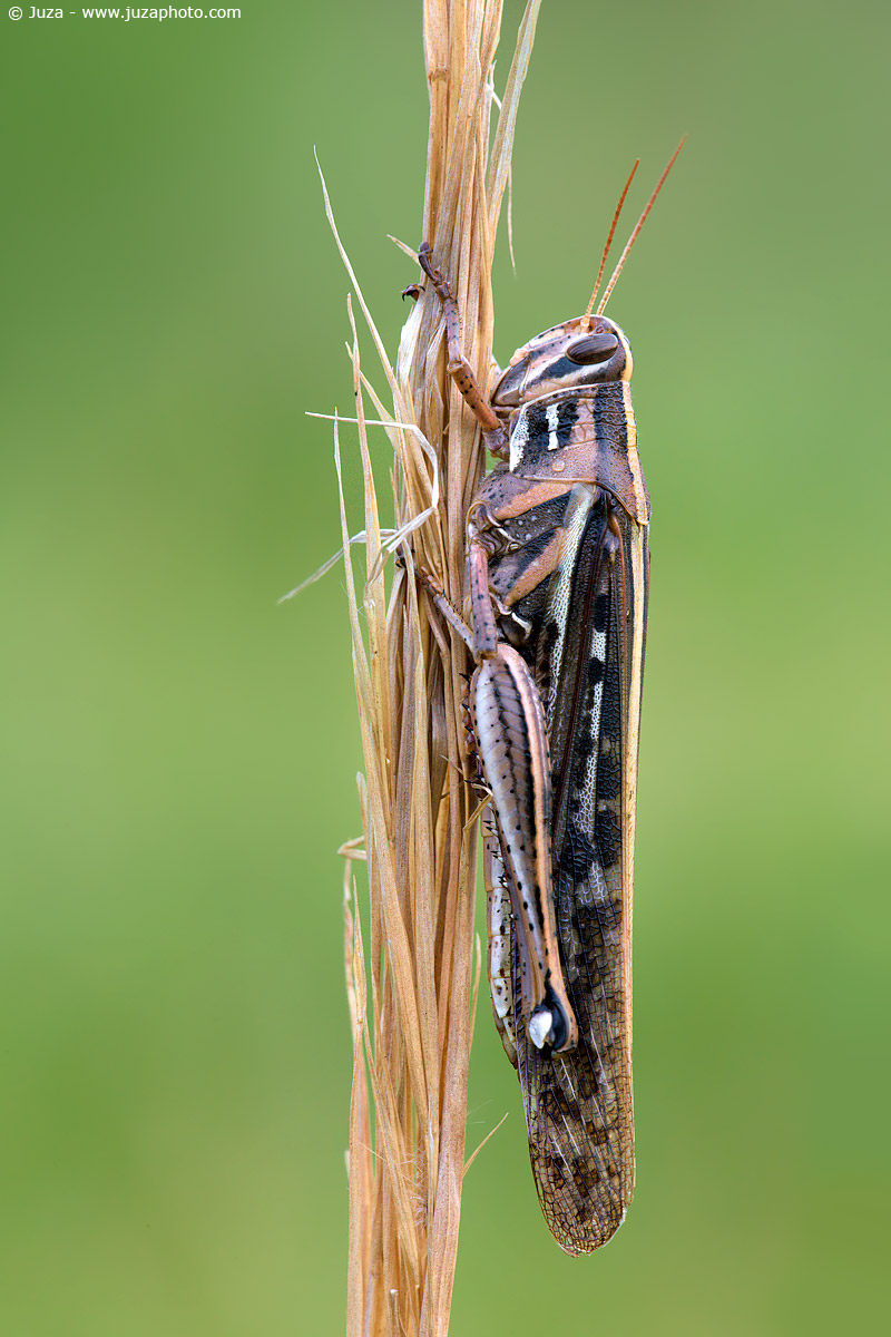 Schistocerca American, 007452