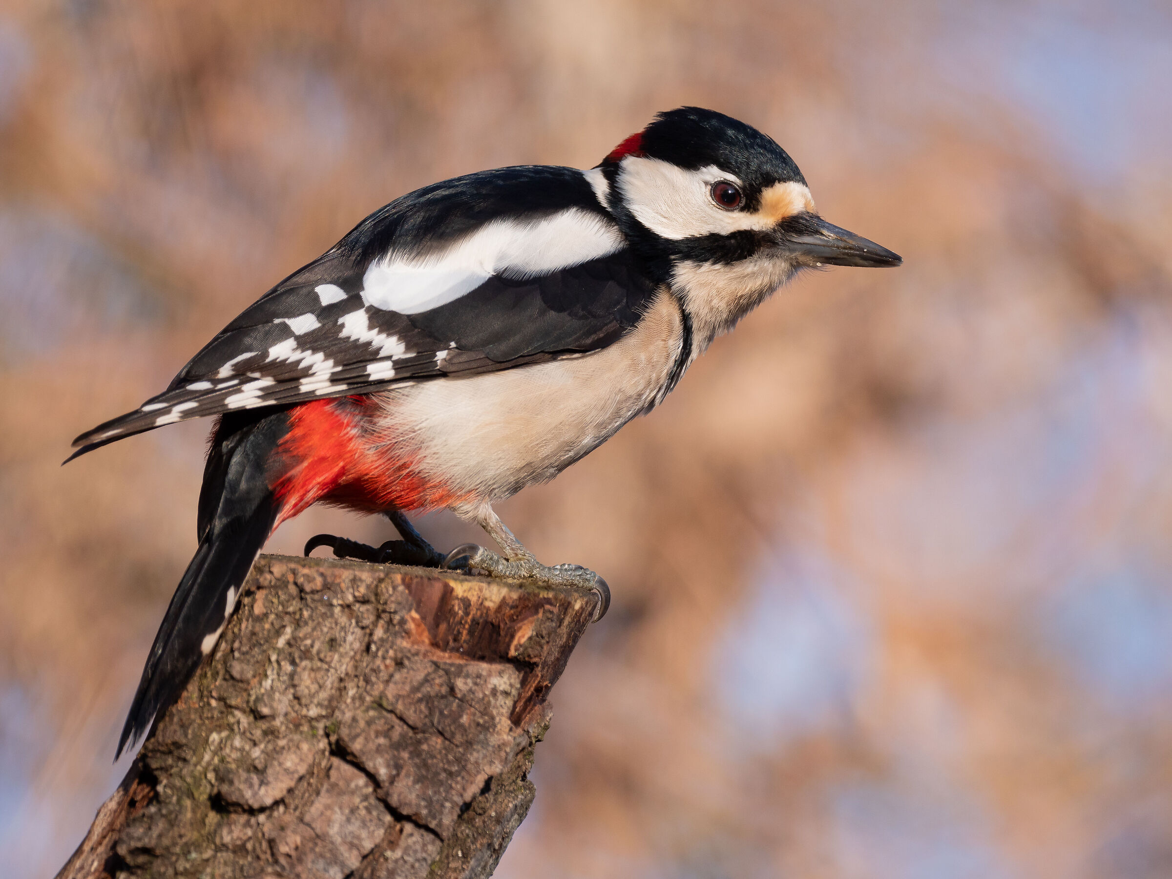 Controllo del suo territorio.
