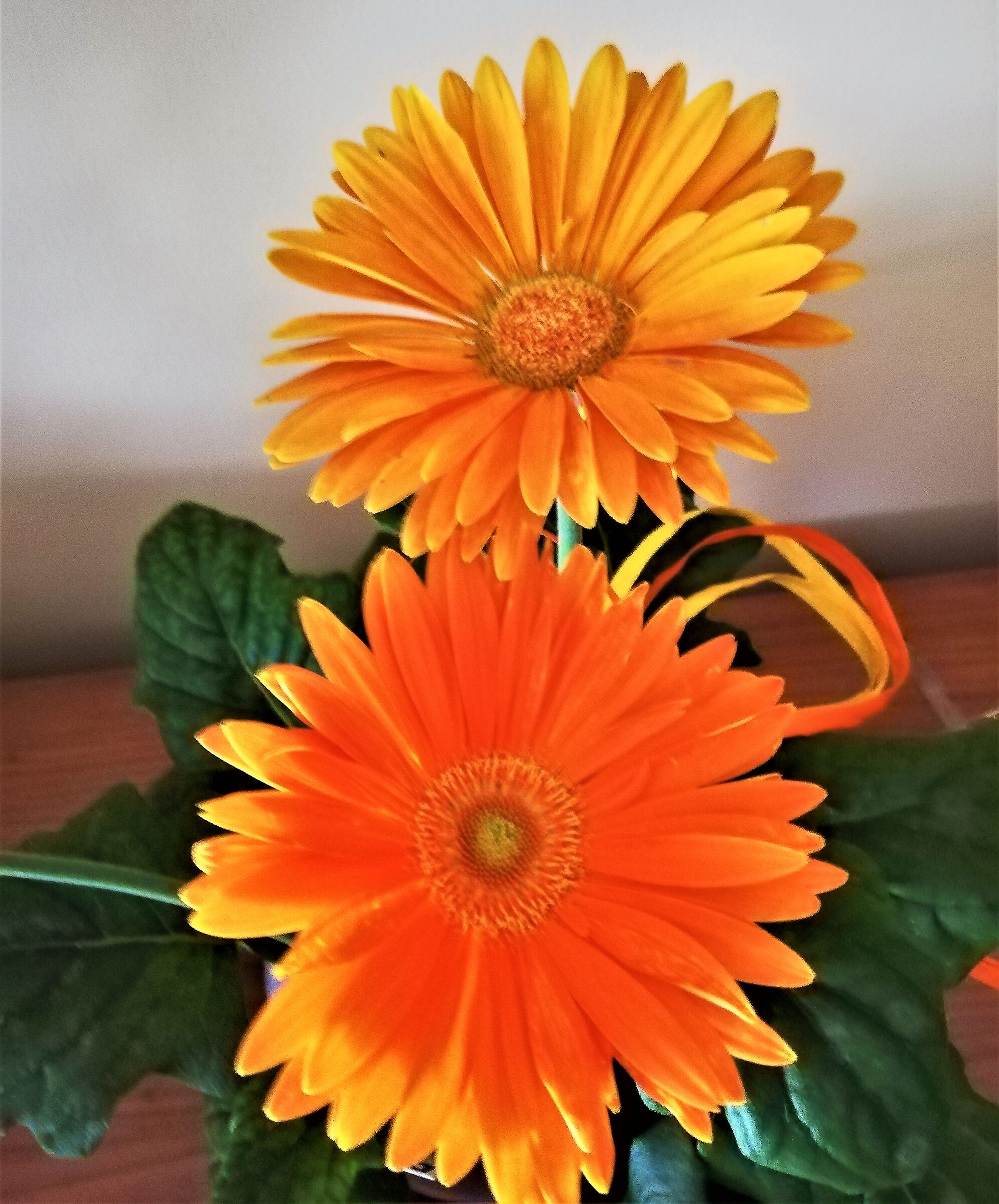 spring flowers