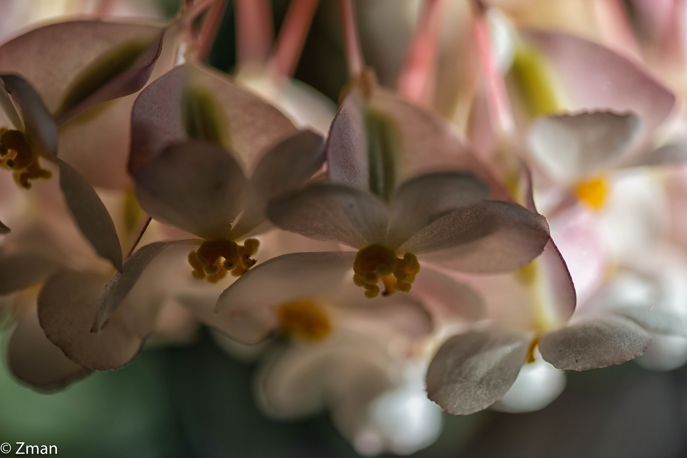 Wax Begonia Flowers