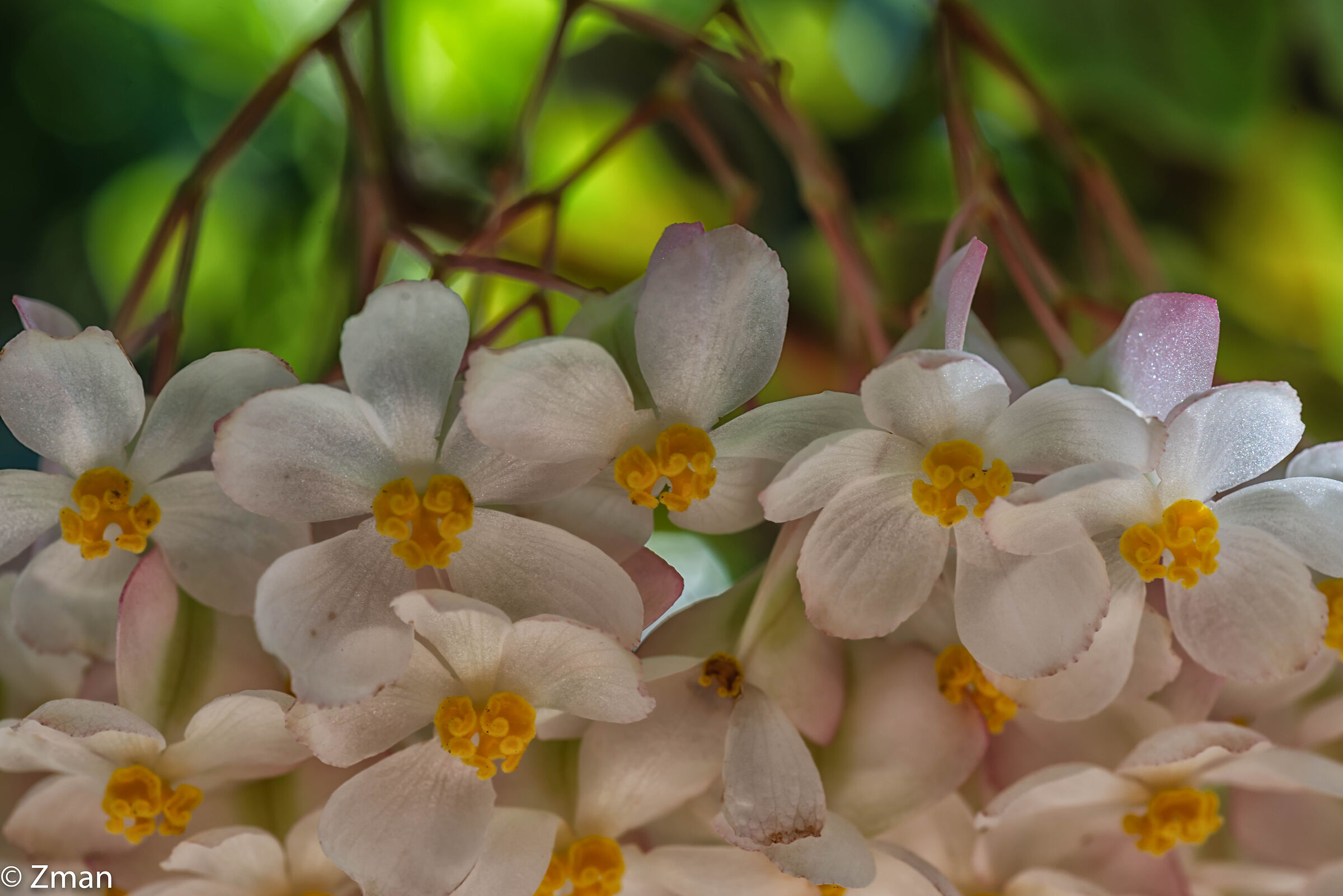 Wax Begonia Flowers