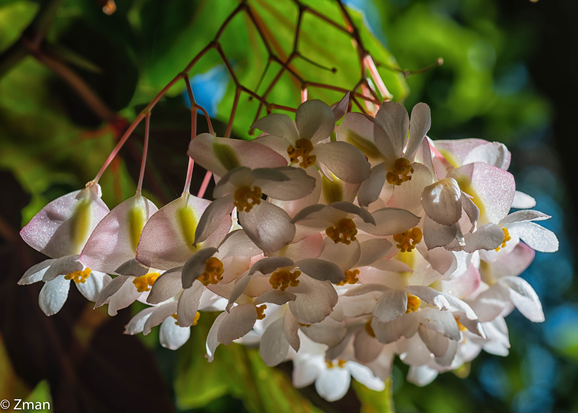 Wax Begonia Flowers