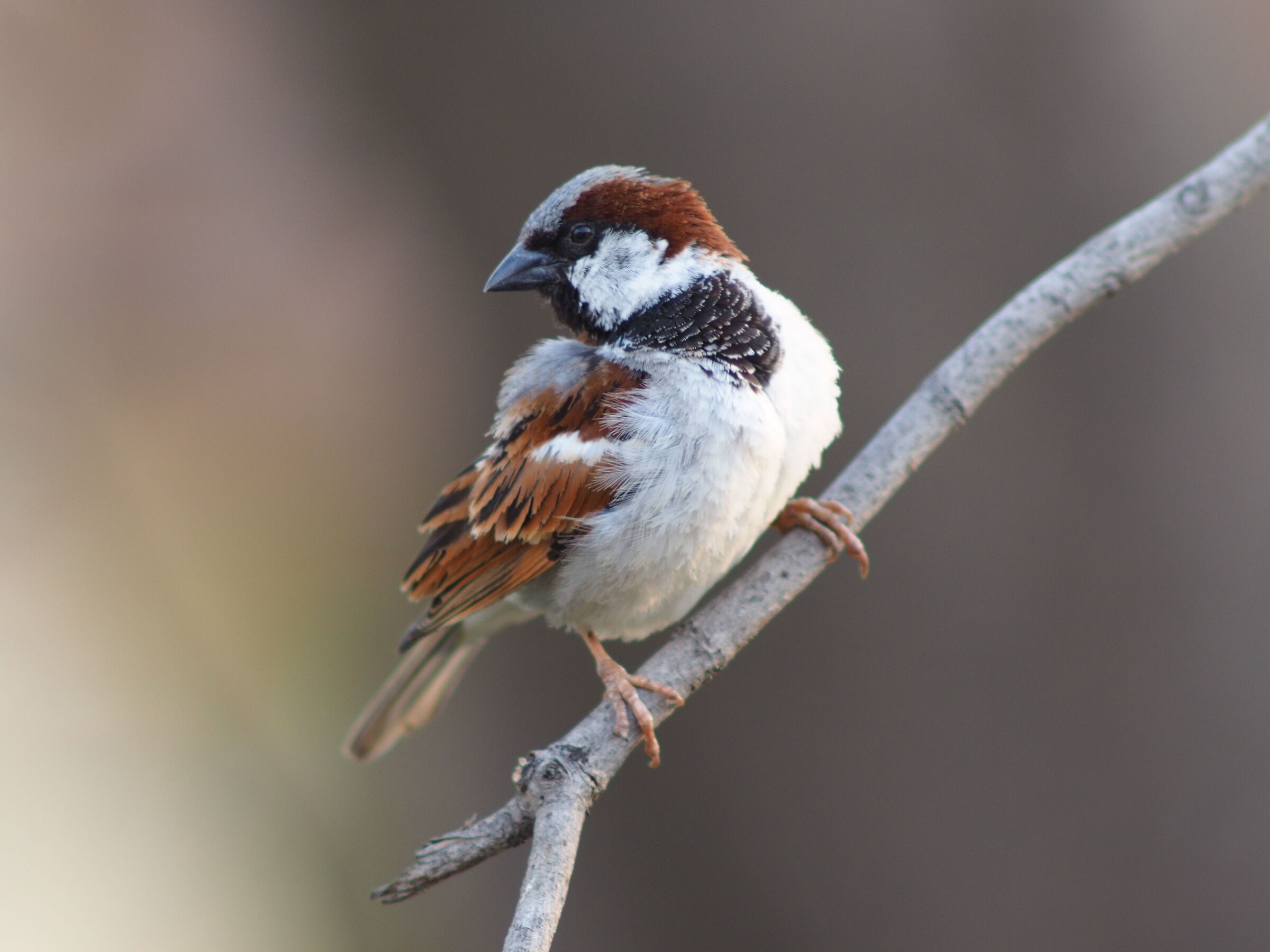 Male House Sparrow