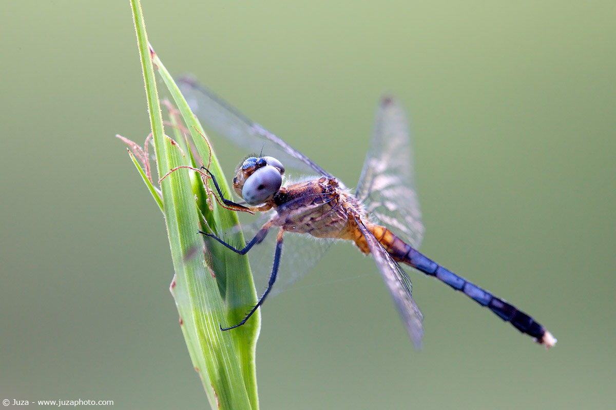Erythrodiplax lower case, 007462