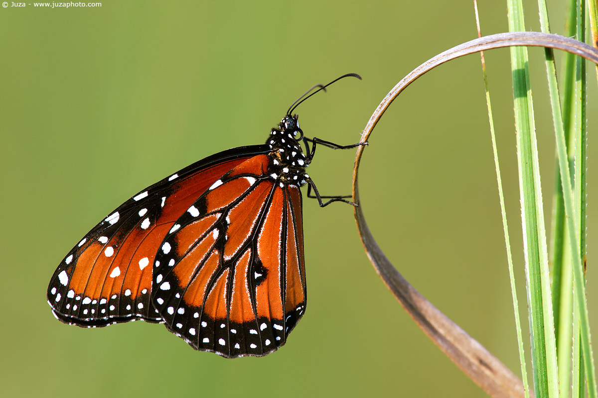 Danaus plexippus, 007603