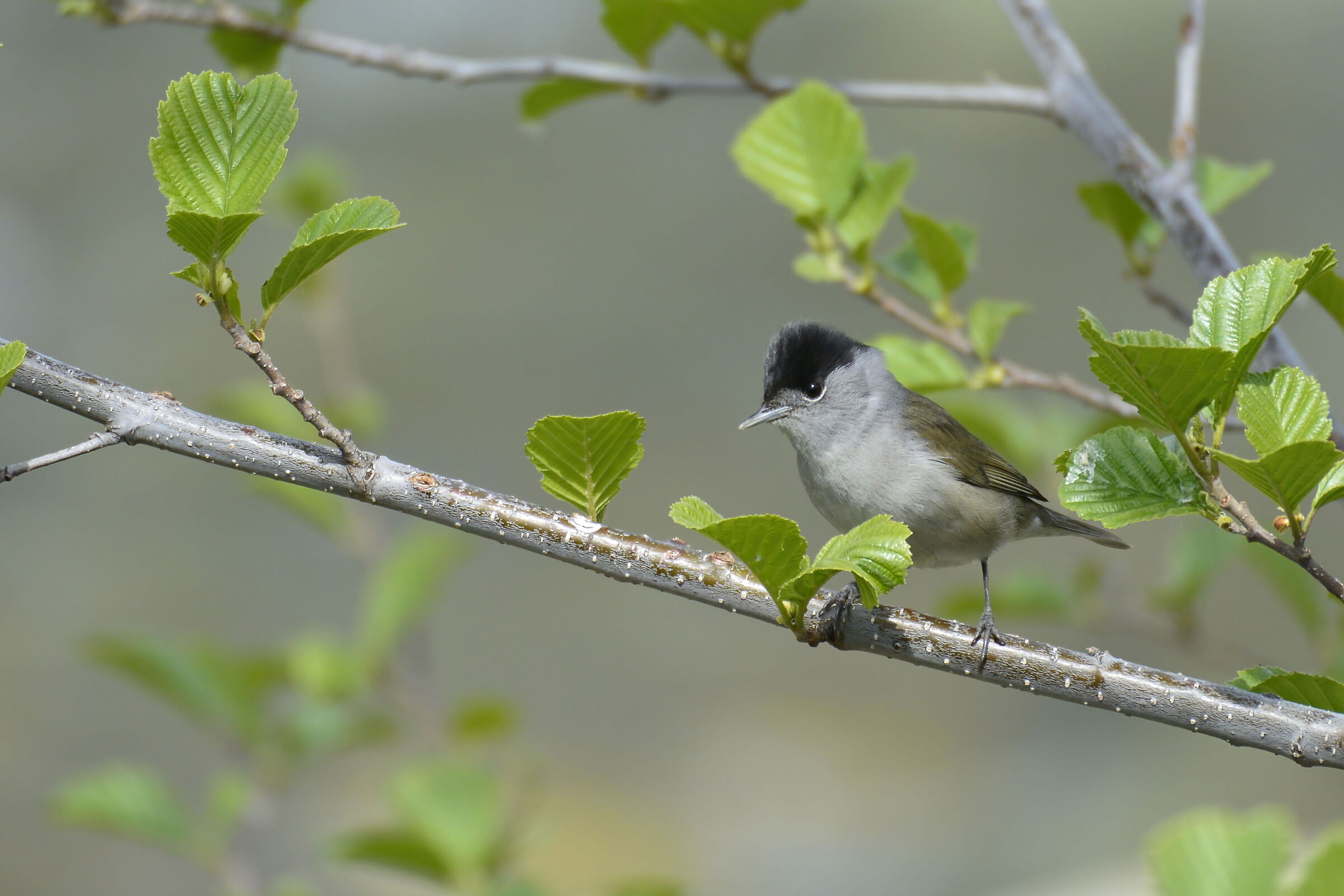 blackcap