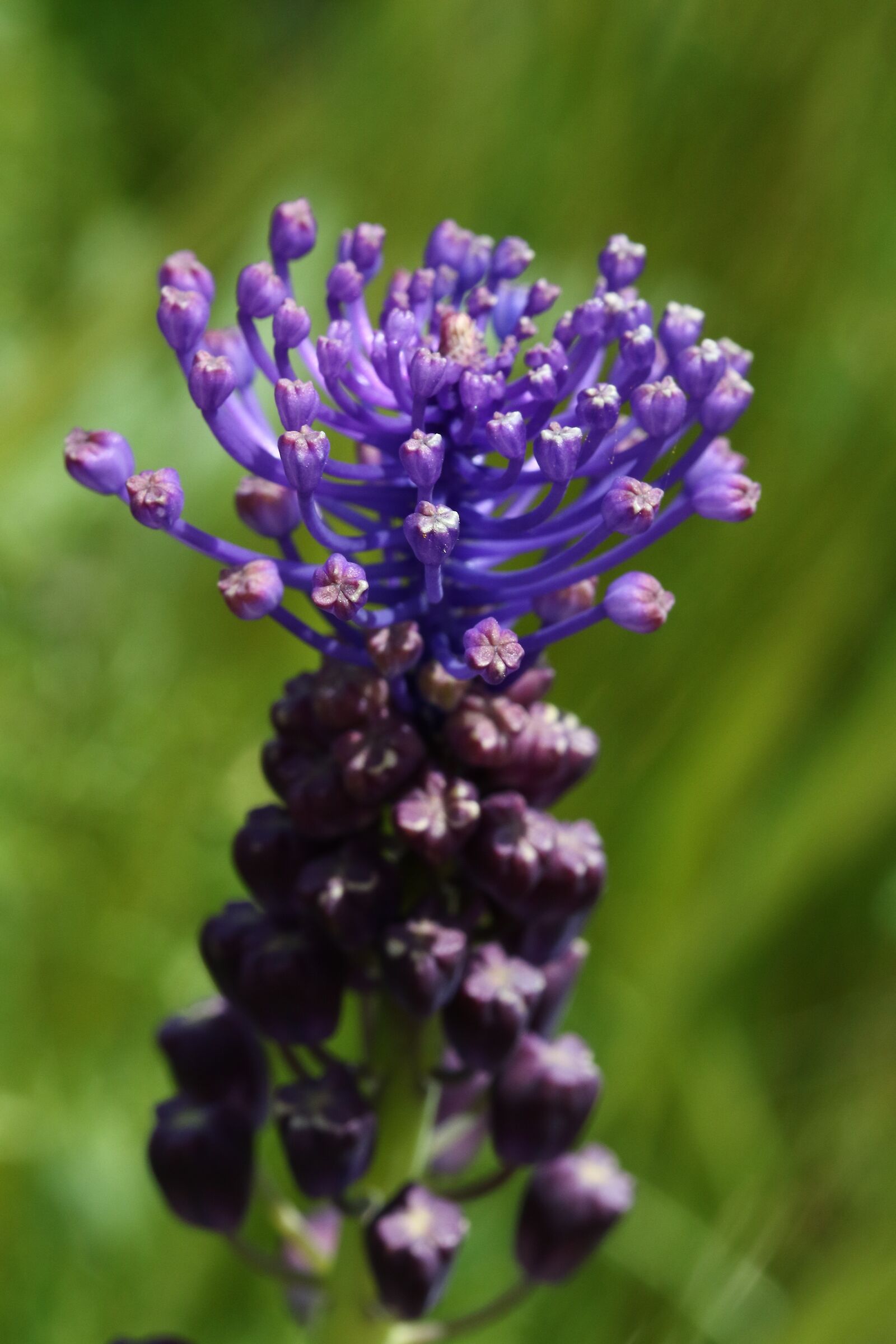 Fiore strano (dice mio figlio)