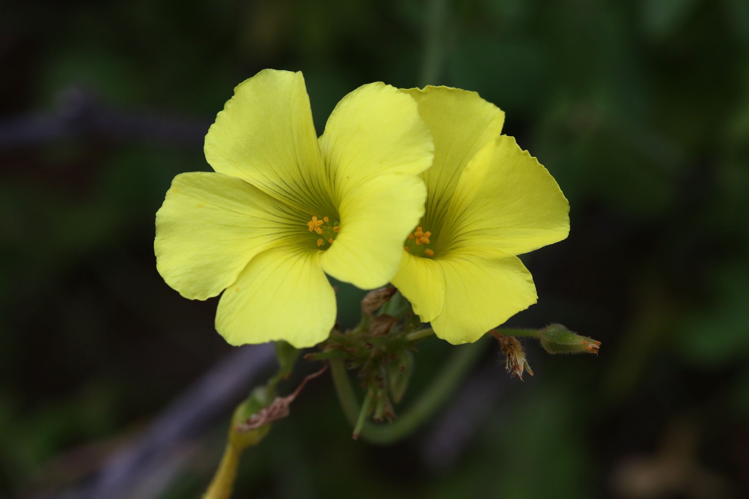 Spicuna alias Acetoselle