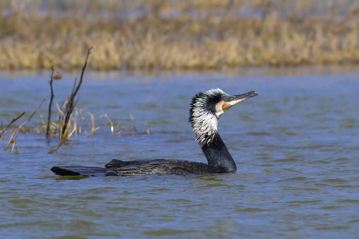 Cormorano in parata